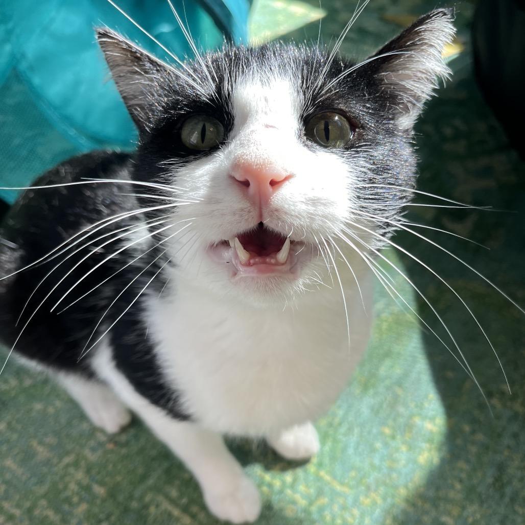 Enlarge Poor Richard, a Adoptable Domestic Short Hair in Gibsonia, PA image 6/6