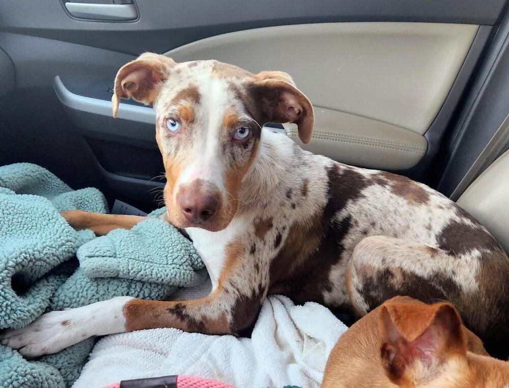 Ziggy, Adoptable, Young Male Catahoula Leopard Dog & Australian Shepherd.