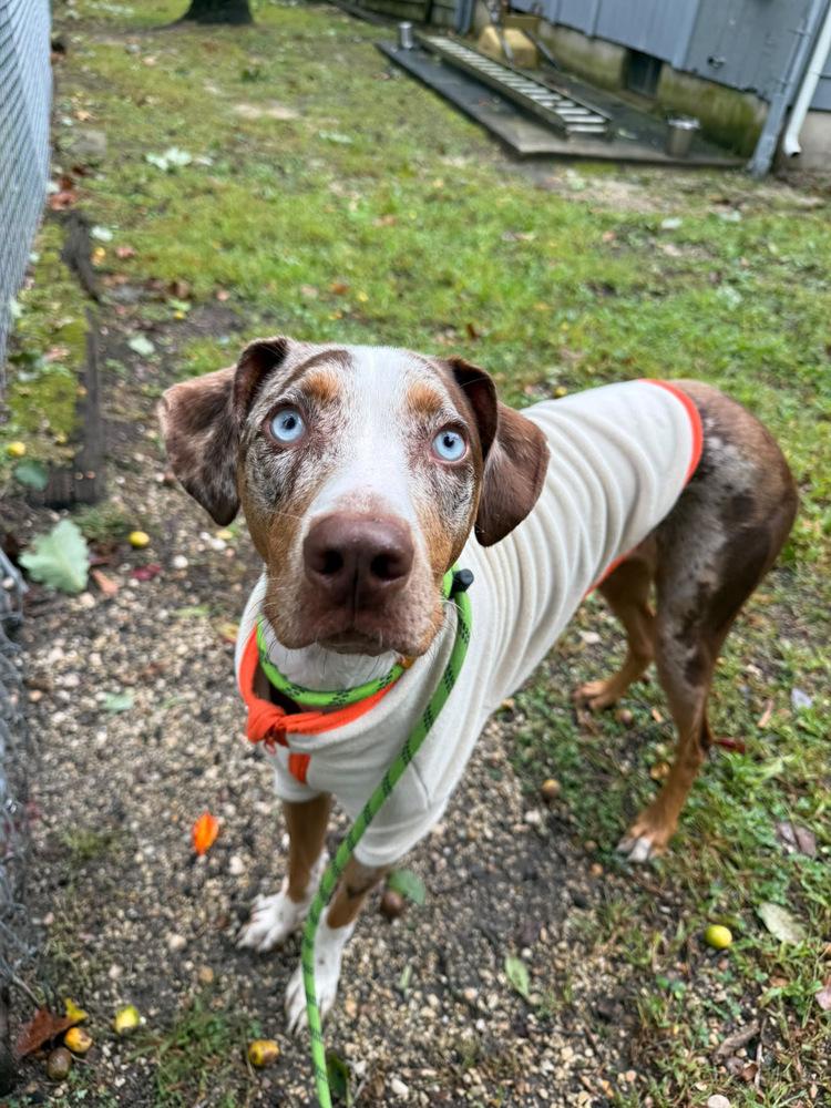 Enlarge Ziggy, a Adoptable mixed breed in Willingboro, NJ image 2/4
