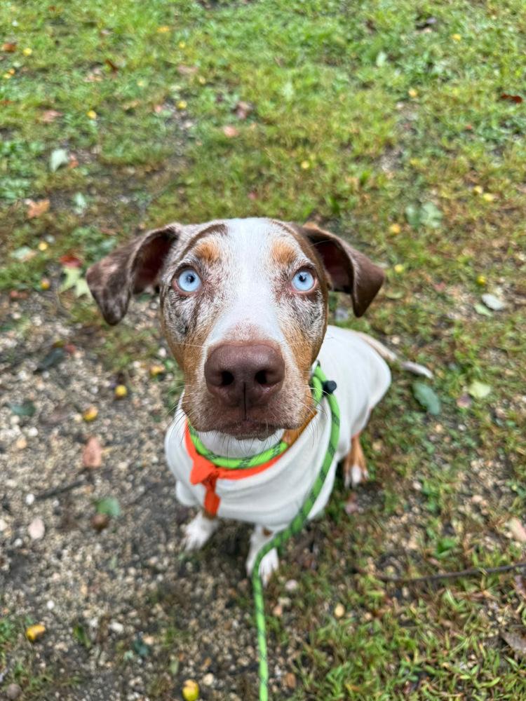 Enlarge Ziggy, a Adoptable mixed breed in Willingboro, NJ image 3/4
