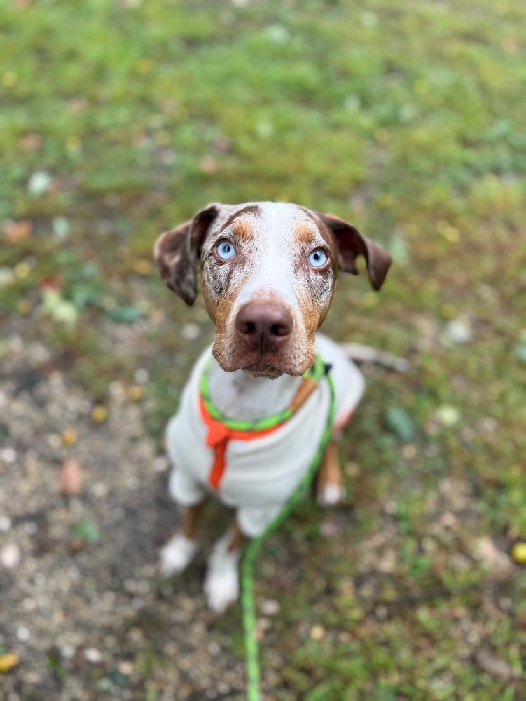 Enlarge Ziggy, a Adoptable mixed breed in Willingboro, NJ image 4/4