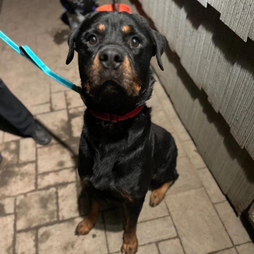 Enlarge Apollo, a Adoptable Rottweiler in Lindenhurst, NY image 2/3
