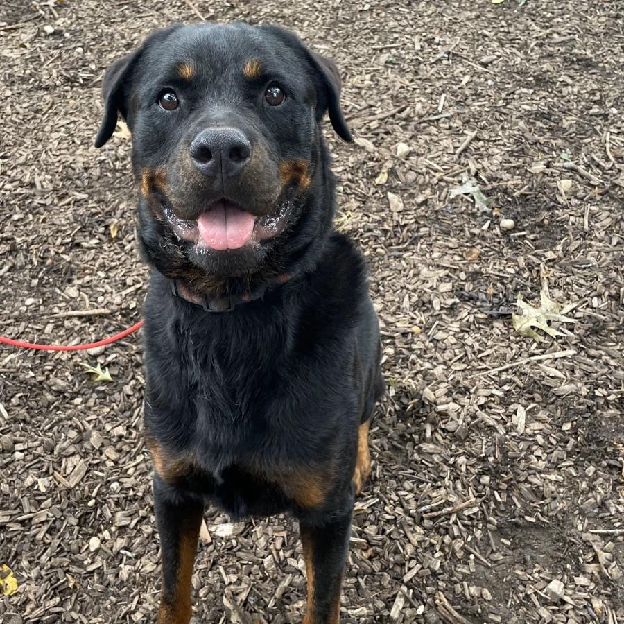 Enlarge Apollo, a Adoptable Rottweiler in Lindenhurst, NY image 3/3