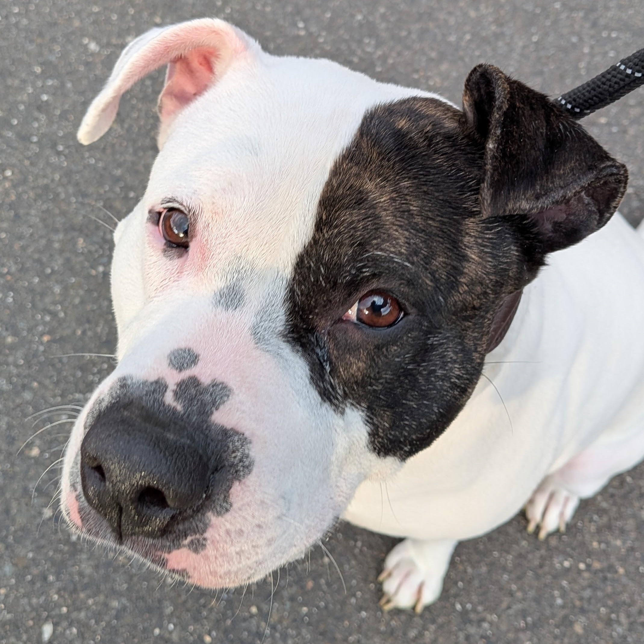 Roxy, a ADOPTABLE mixed breed in Middlebury, CT image 1/4
