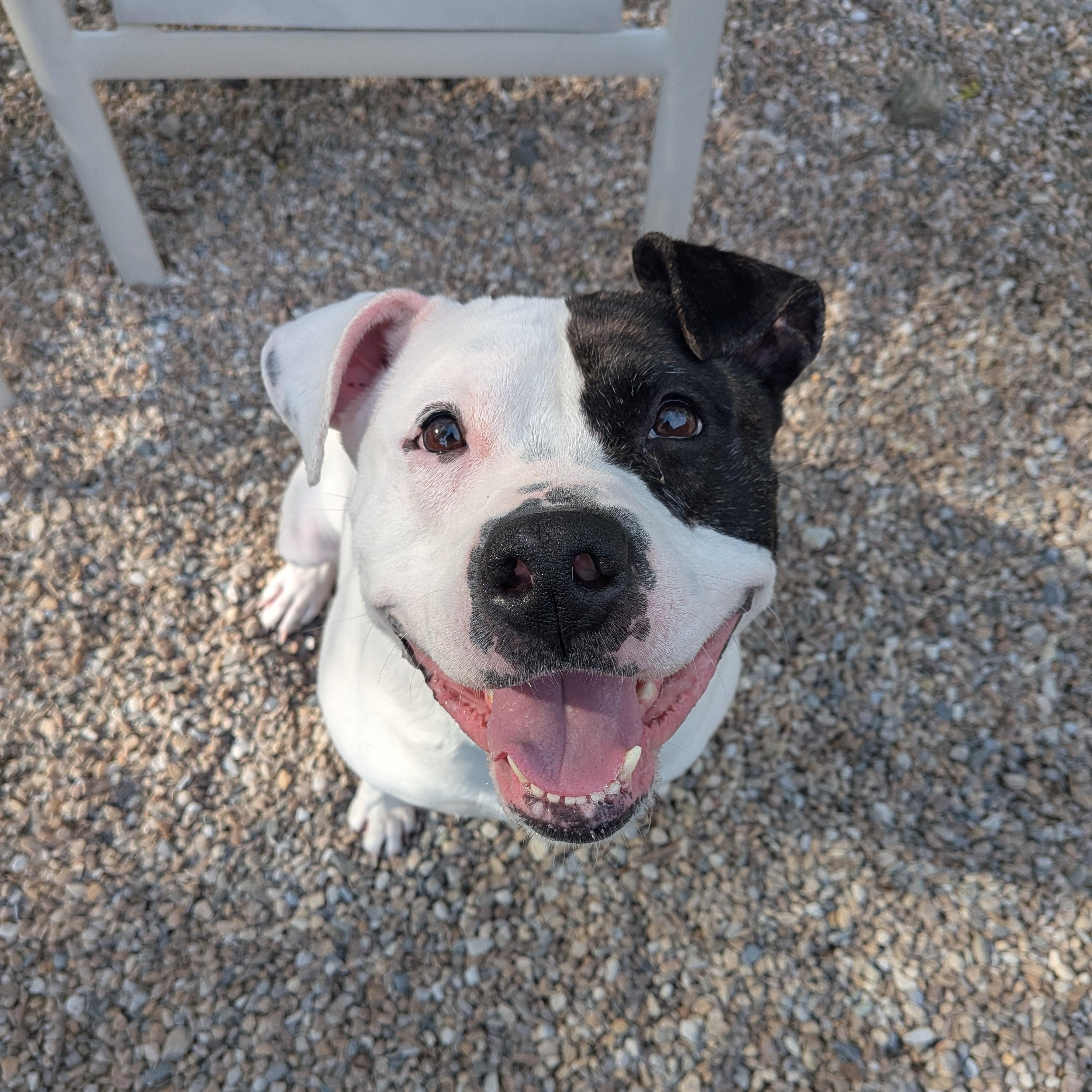 Roxy, ADOPTABLE, Adult Female American Bulldog & Pit Bull Terrier.