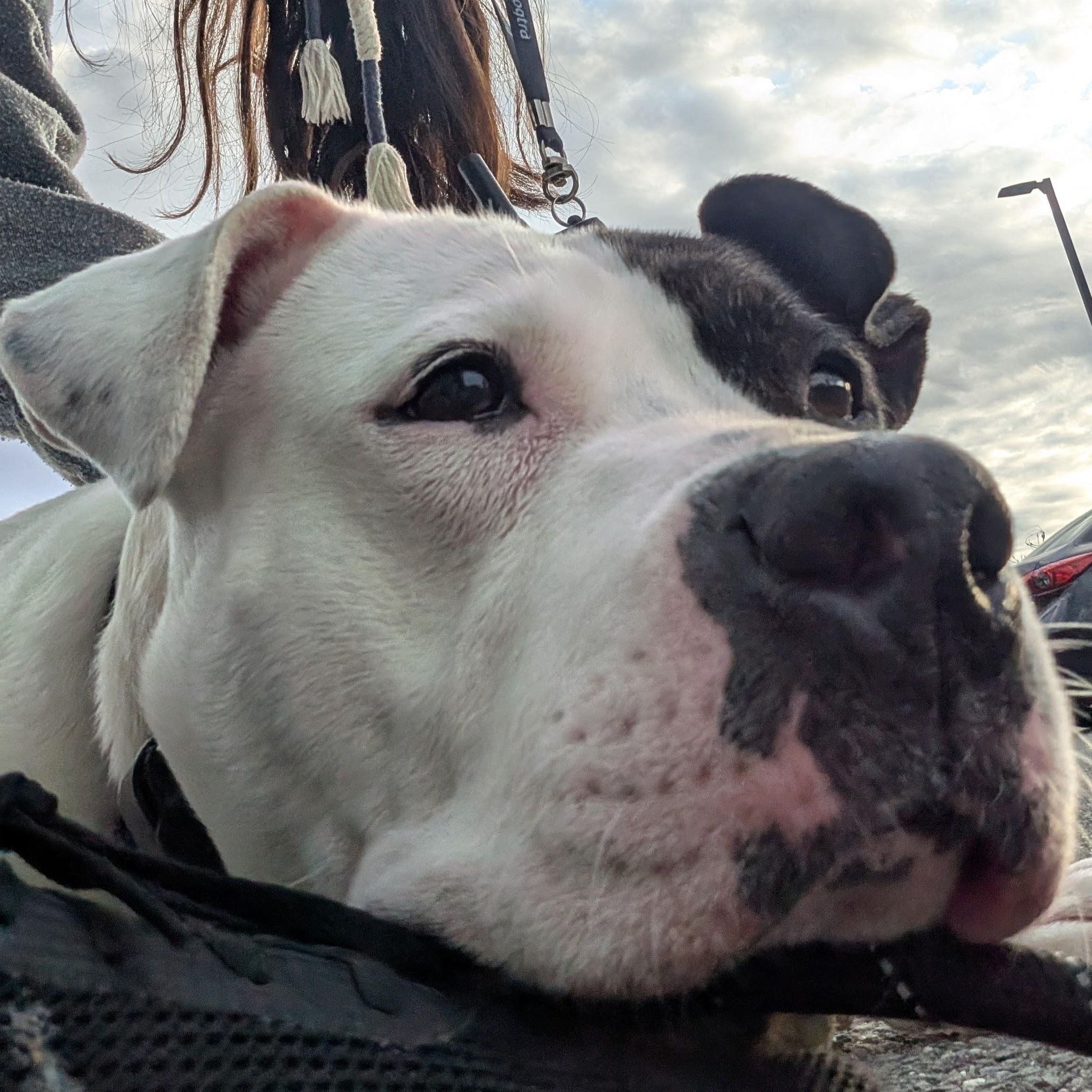Roxy, a ADOPTABLE mixed breed in Middlebury, CT image 3/4