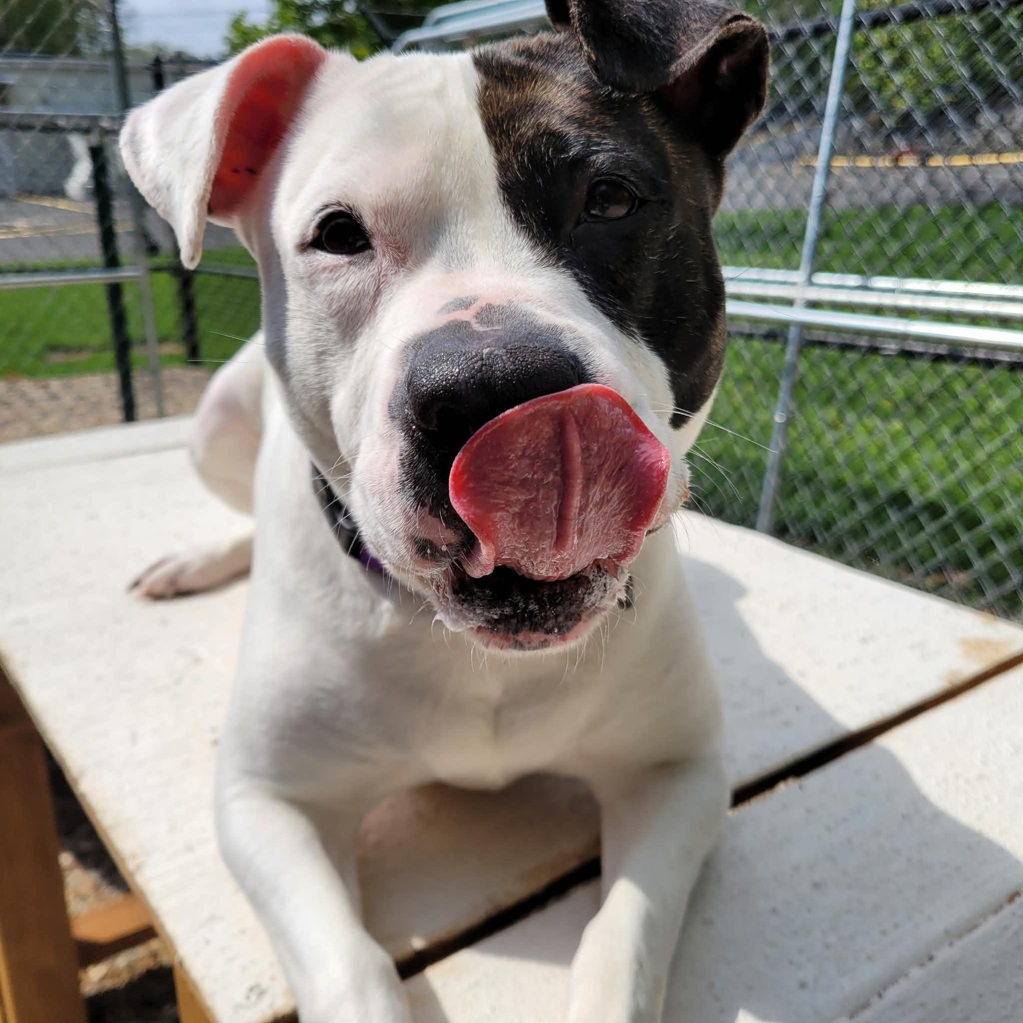 Roxy, a ADOPTABLE mixed breed in Middlebury, CT image 4/4