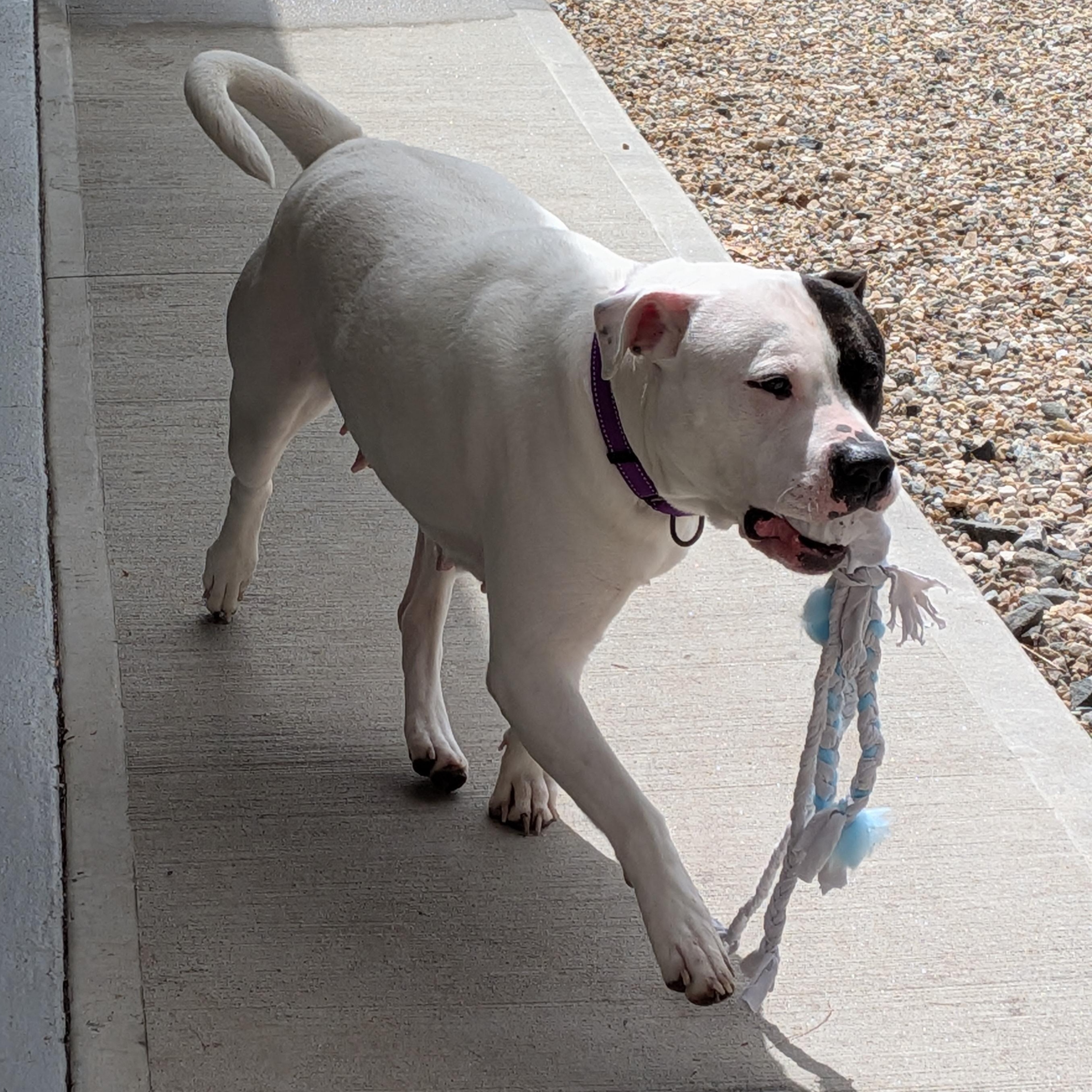 Roxy, a ADOPTABLE mixed breed in Middlebury, CT image 2/4