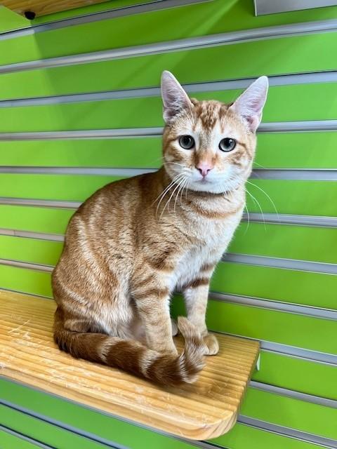 Enlarge Gem, an adoptable mixed breed in Tyler, TX image 1/5