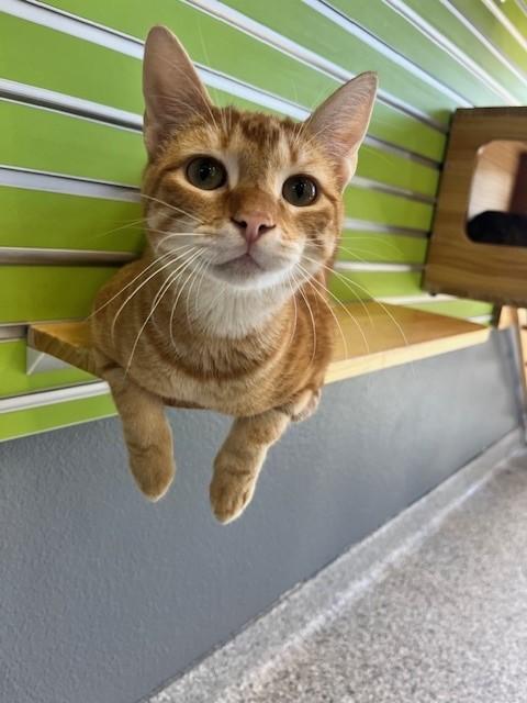 Enlarge Gem, an adoptable mixed breed in Tyler, TX image 3/5