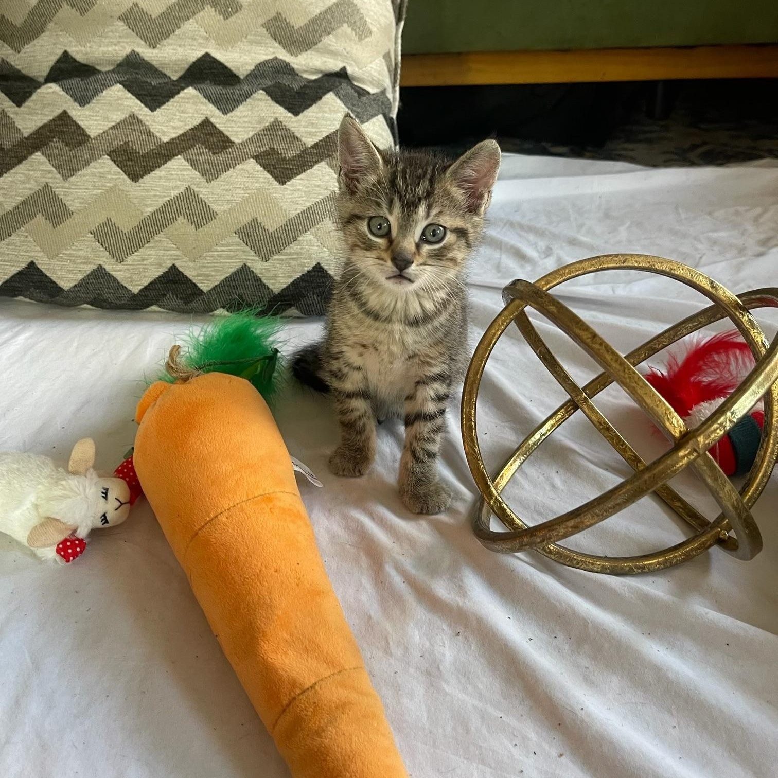 Crockett, adopted, Kitten Male Domestic Short Hair.