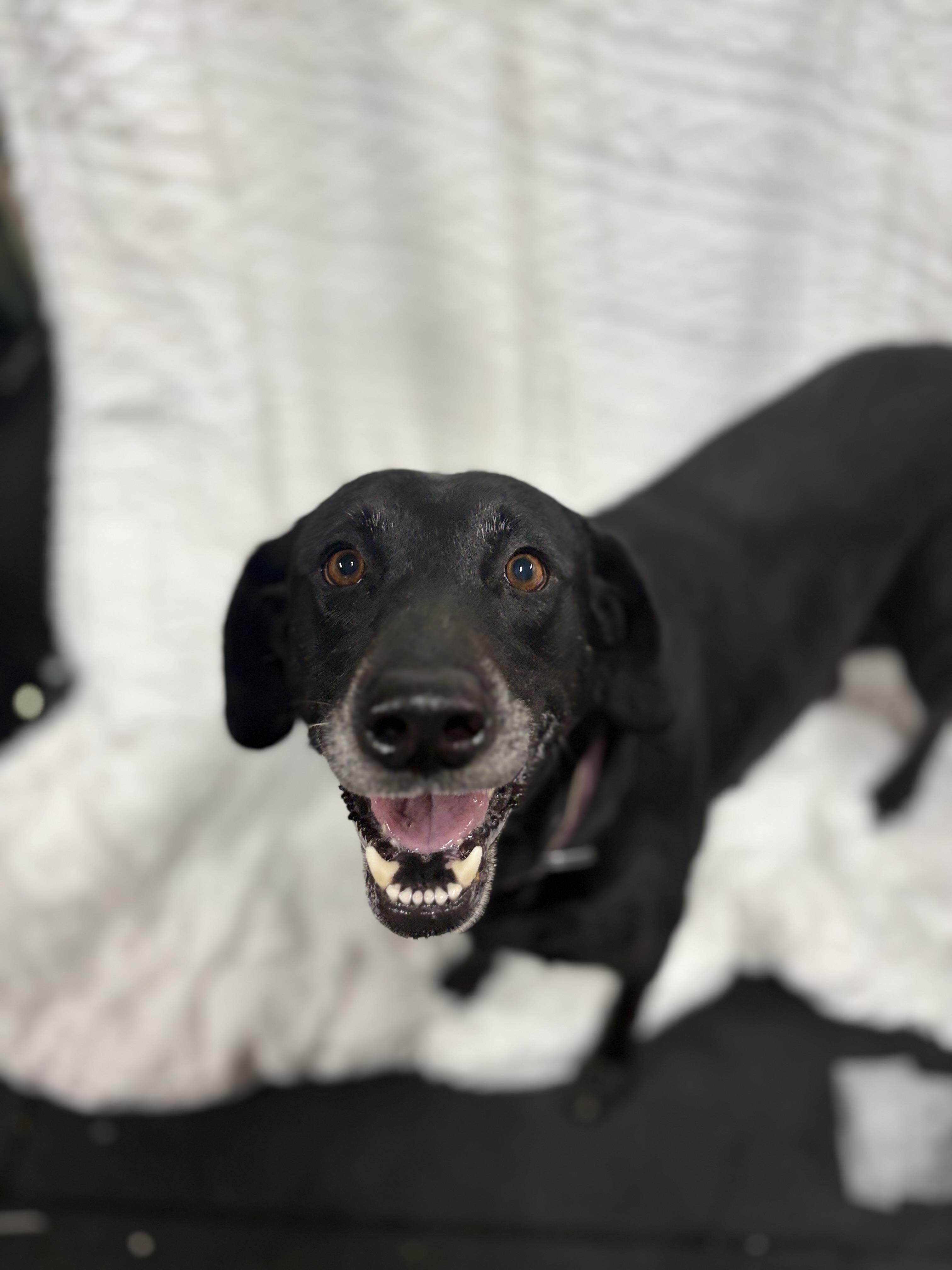 Enlarge Sadie, a Adoptable Labrador Retriever in Discovery Bay, CA image 1/6