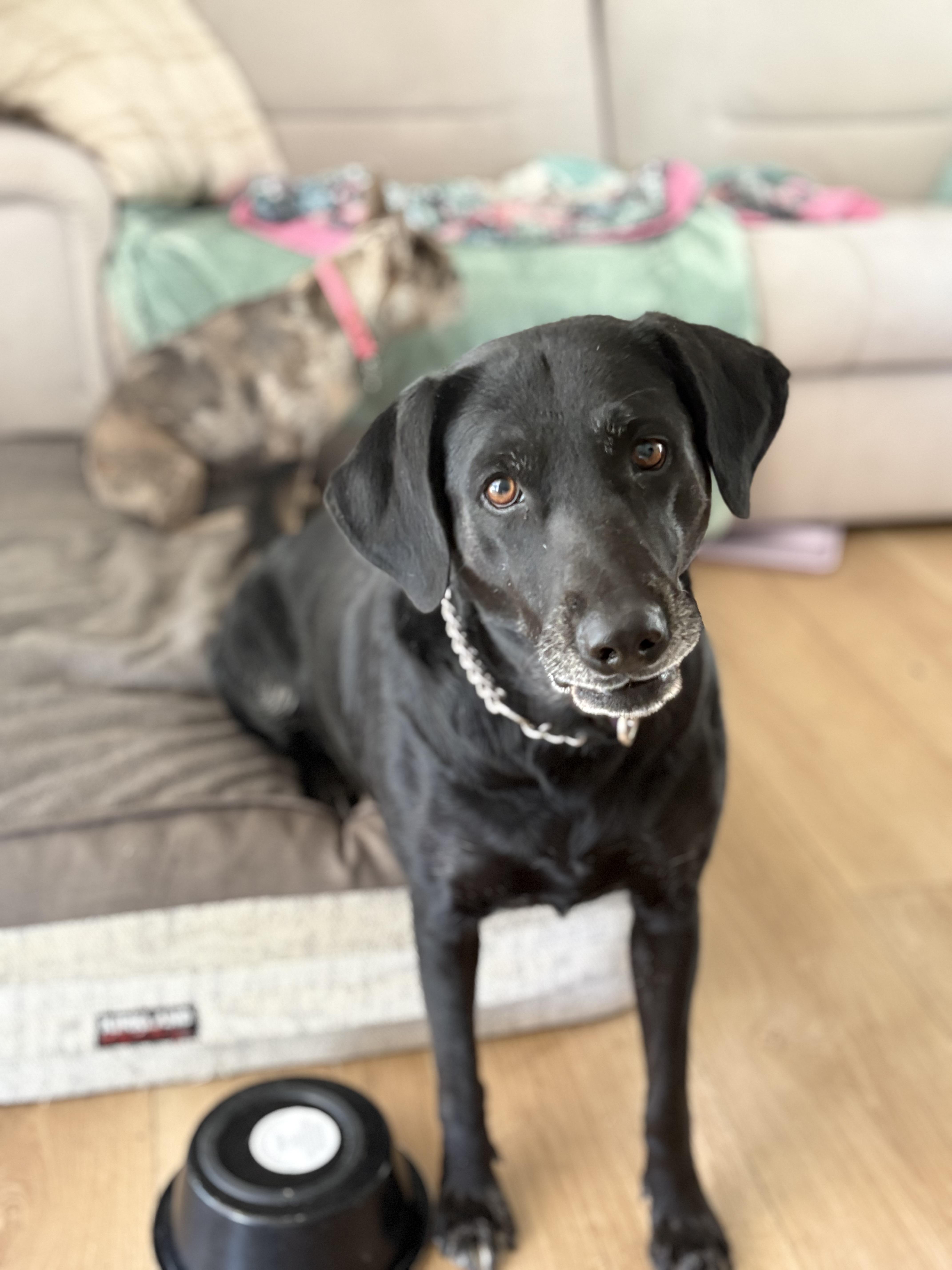 Enlarge Sadie, a Adopted Labrador Retriever in Discovery Bay, CA image 1/6