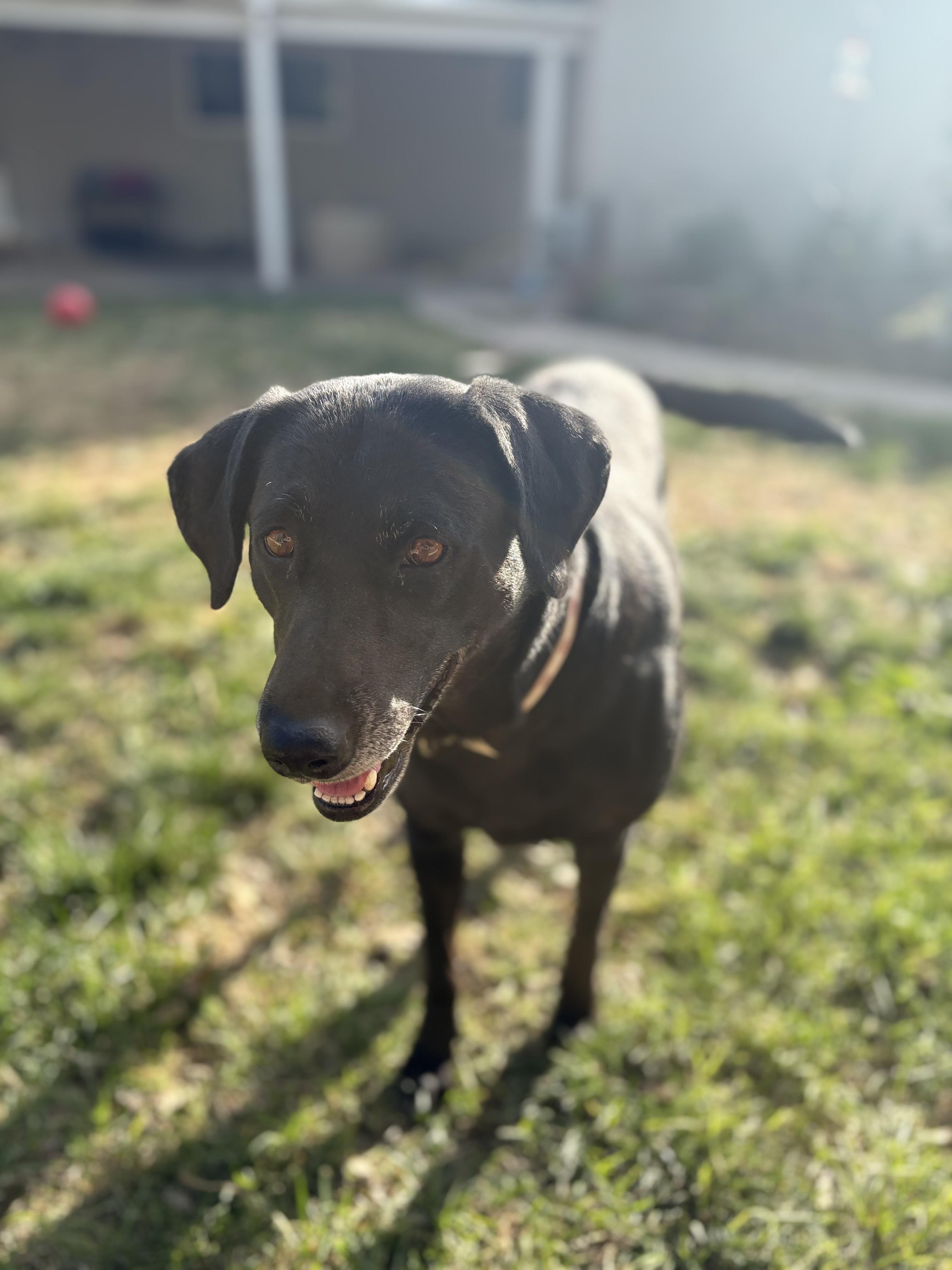 Enlarge Sadie, a Adopted Labrador Retriever in Discovery Bay, CA image 2/6