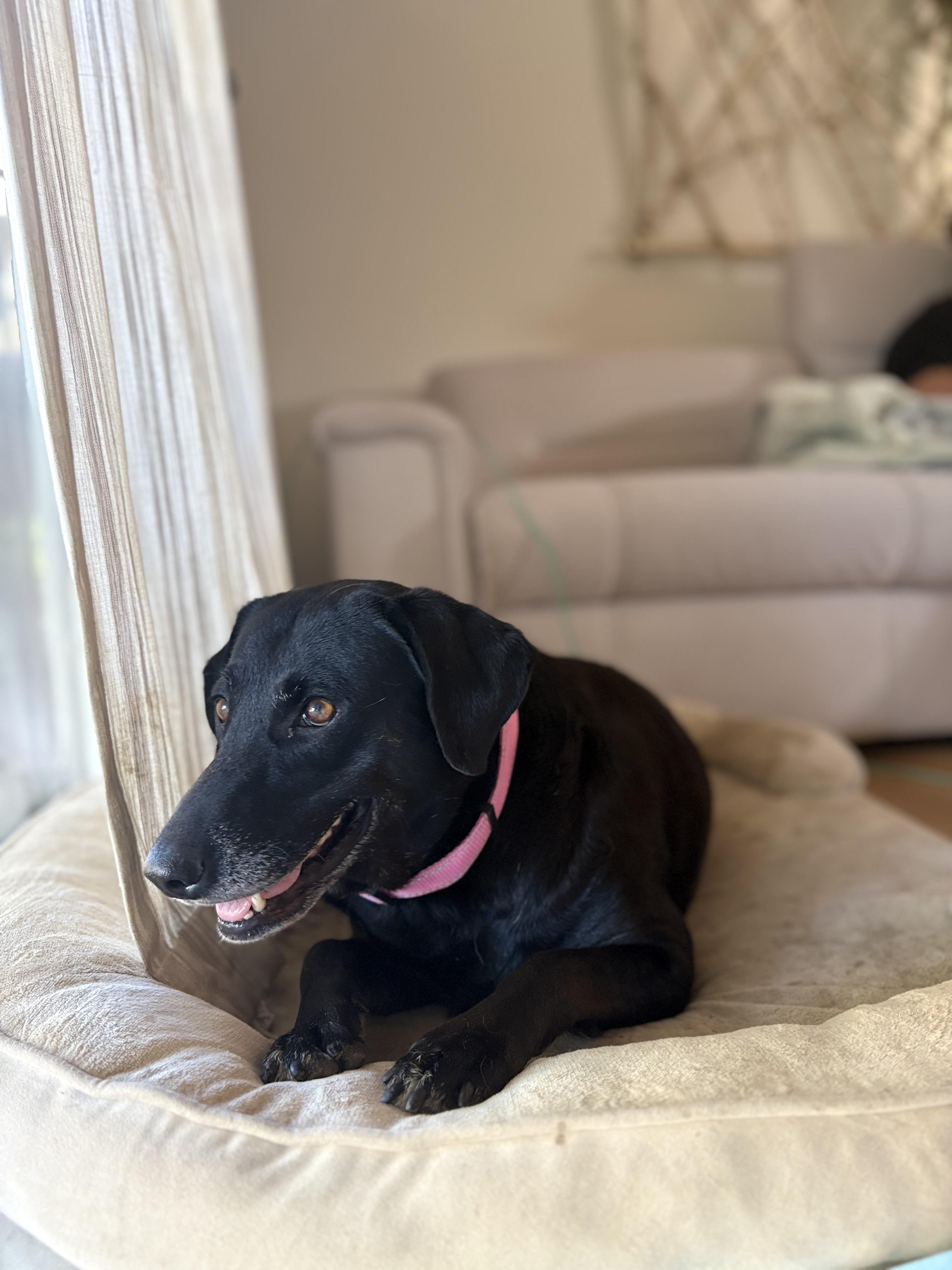 Enlarge Sadie, a Adopted Labrador Retriever in Discovery Bay, CA image 3/6
