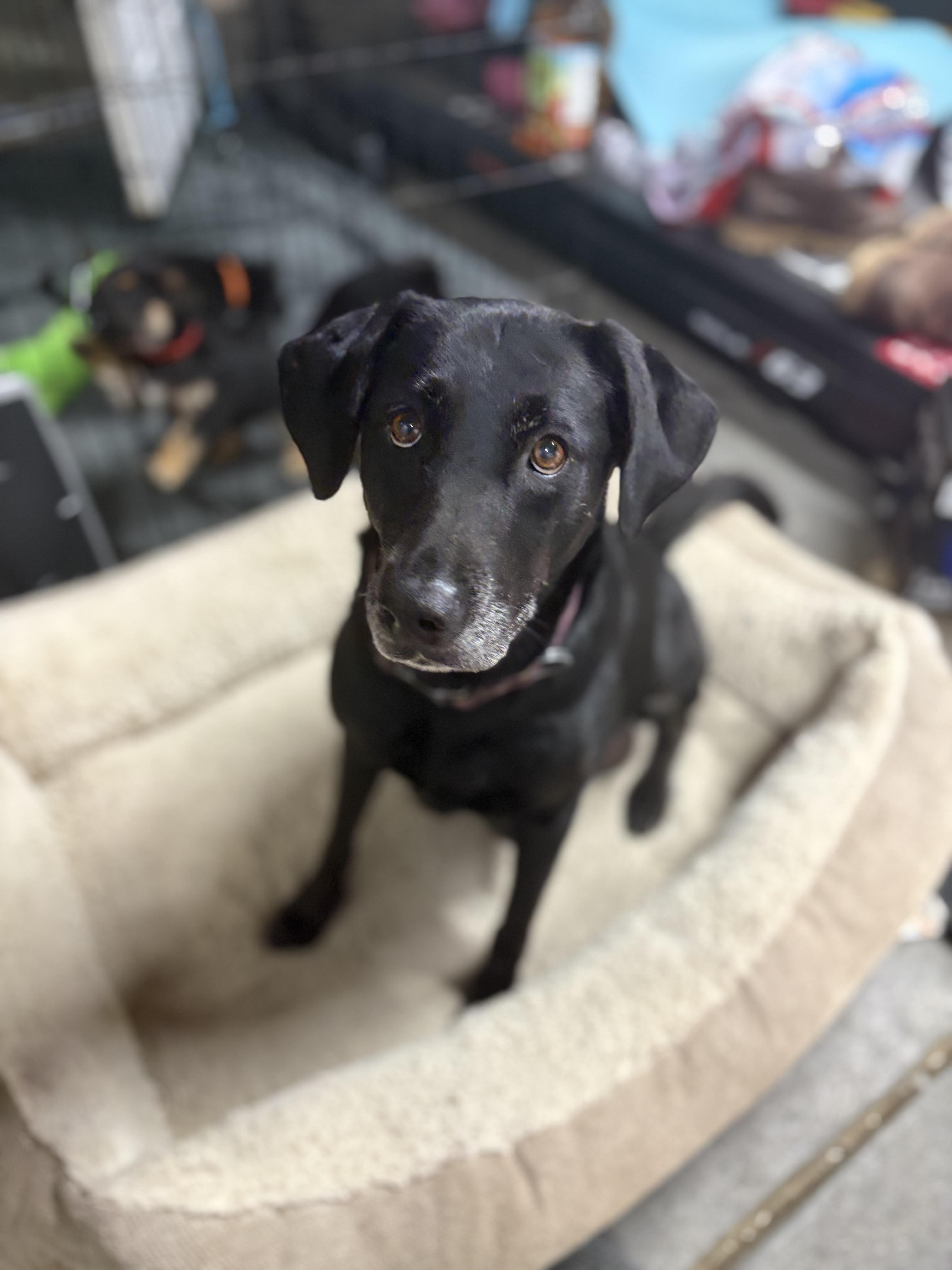 Enlarge Sadie, a Adoptable Labrador Retriever in Discovery Bay, CA image 4/6