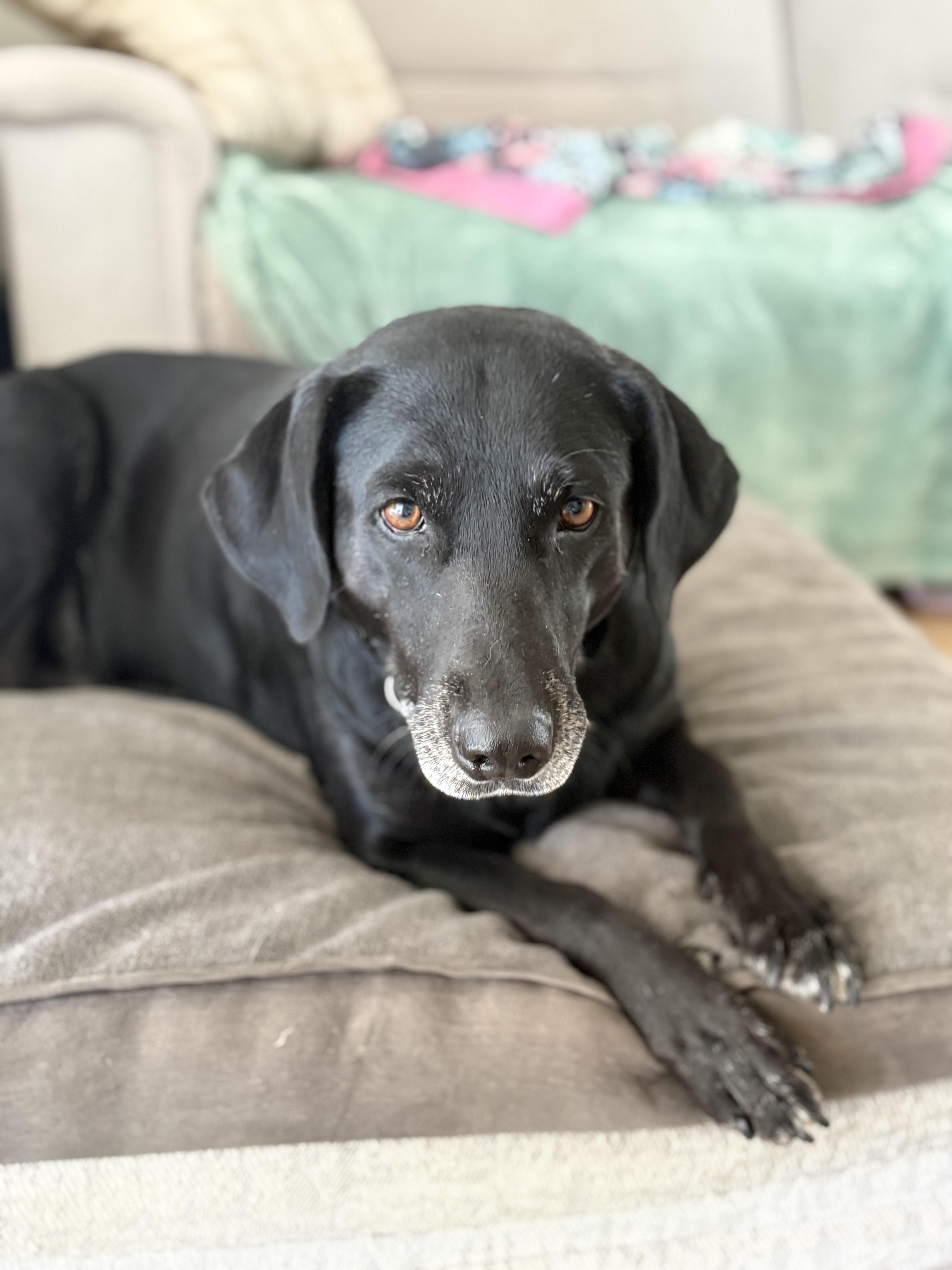 Enlarge Sadie, a Adopted Labrador Retriever in Discovery Bay, CA image 4/6