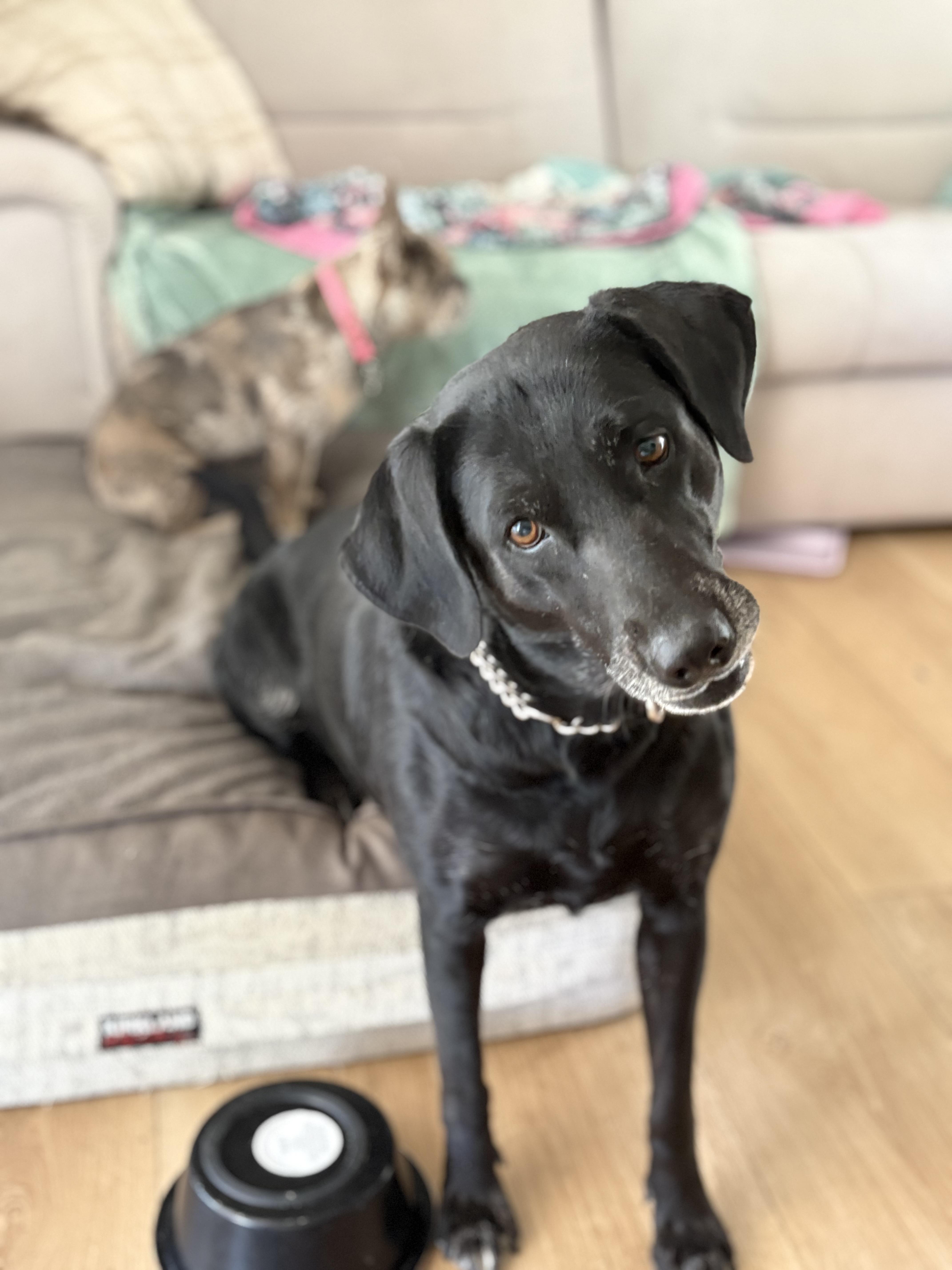 Enlarge Sadie, a Adopted Labrador Retriever in Discovery Bay, CA image 5/6