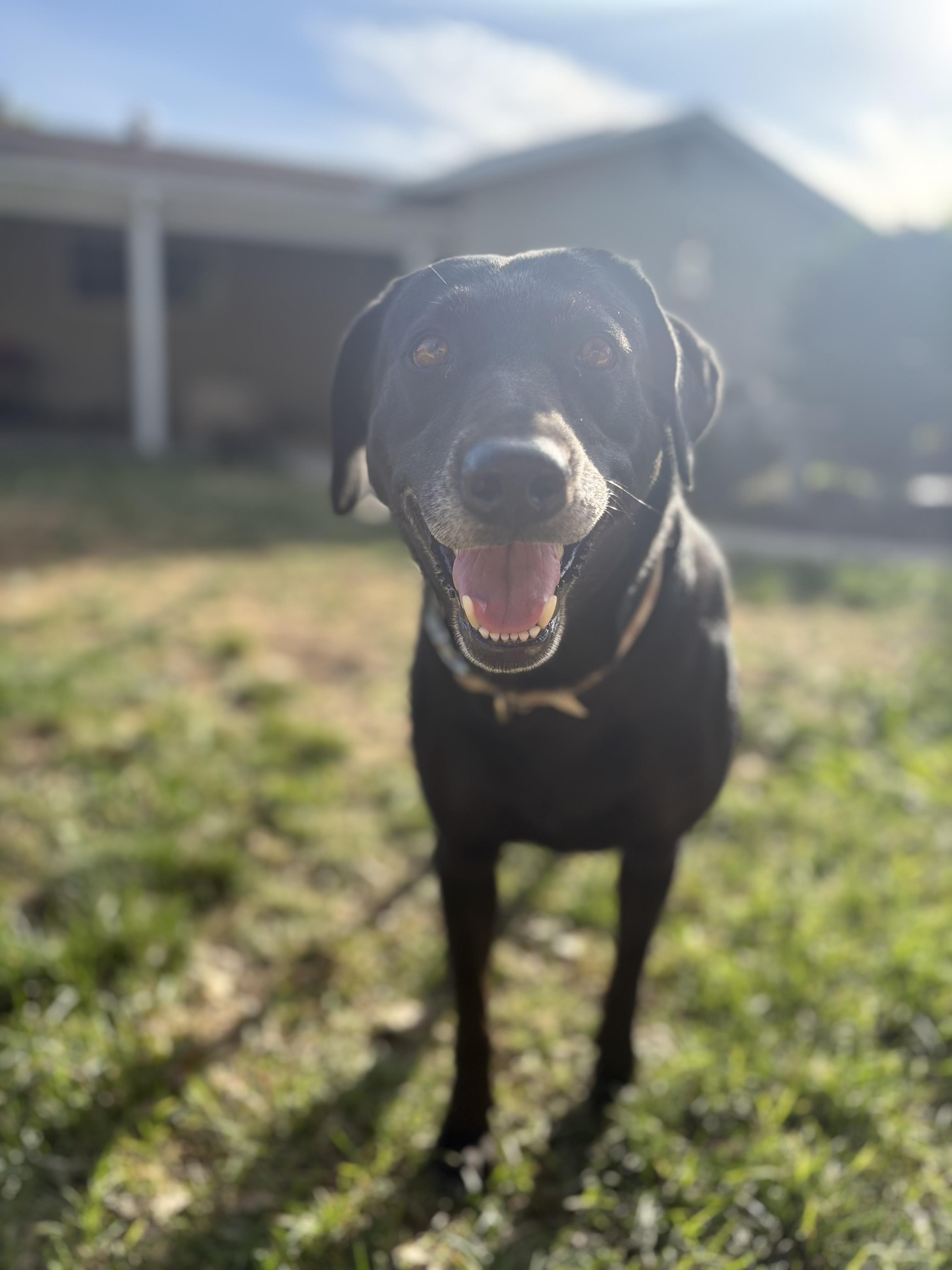 Enlarge Sadie, a Adopted Labrador Retriever in Discovery Bay, CA image 6/6