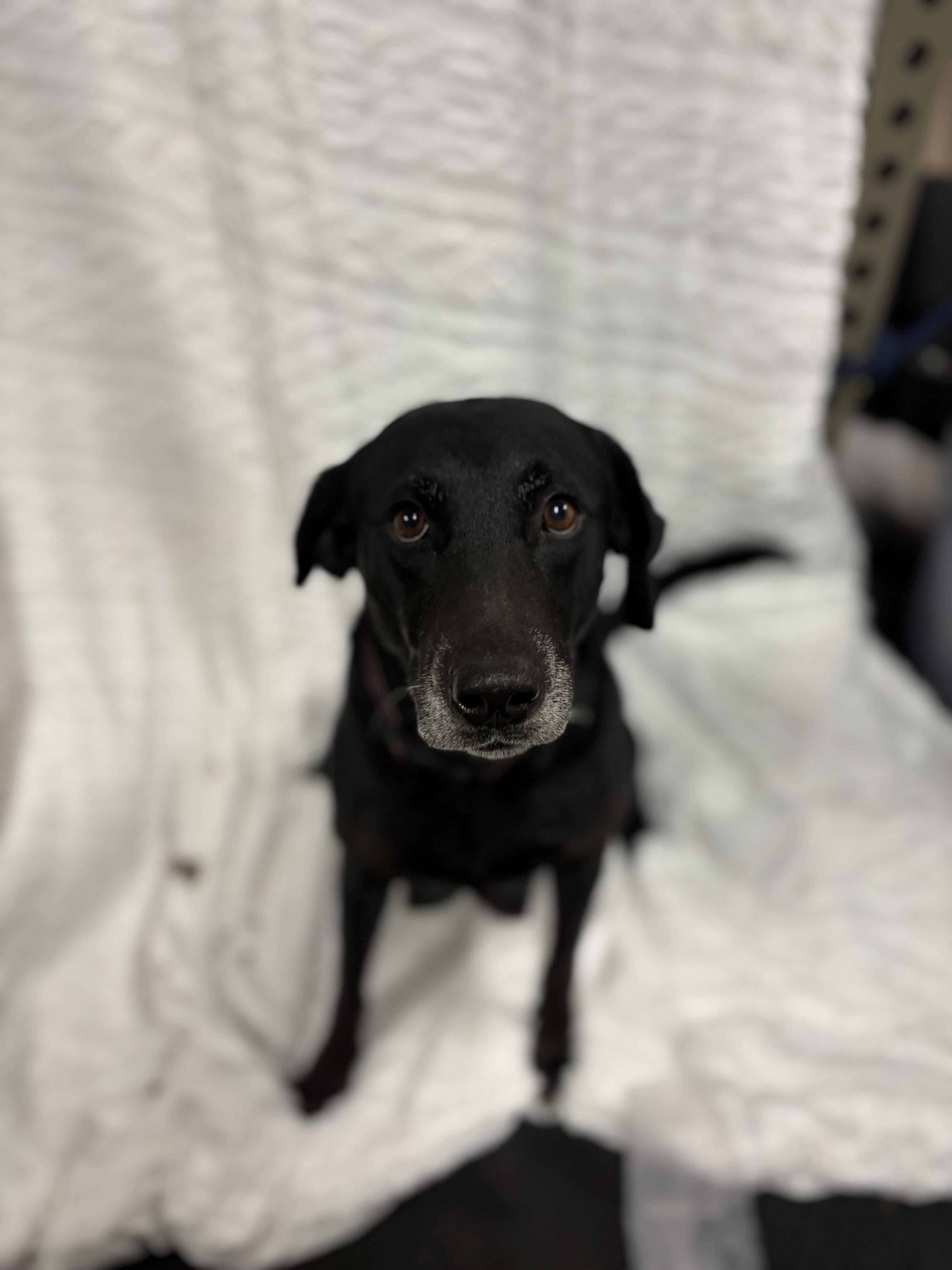 Enlarge Sadie, a Adoptable Labrador Retriever in Discovery Bay, CA image 6/6