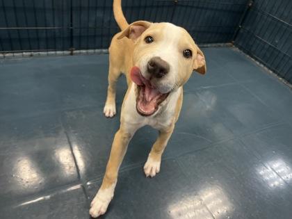 Umami — thumbnail 2