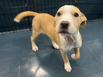 Umami — thumbnail 3