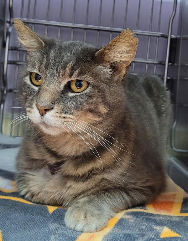 Grebe, Adoptable, Senior Male Domestic Short Hair.