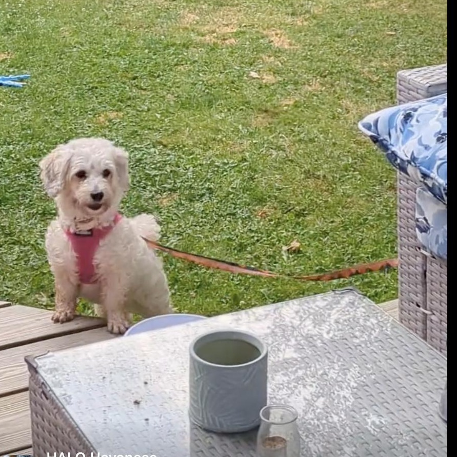 Indie in Rochester, New York, a Adopted Havanese in Rochester, NY image 1/3