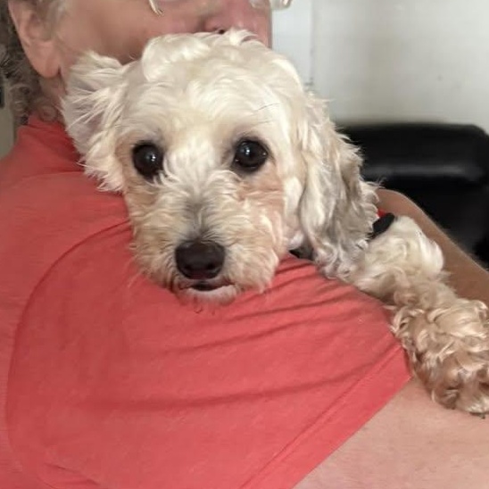 Indie in Rochester, New York, a Adopted Havanese in Rochester, NY image 2/3