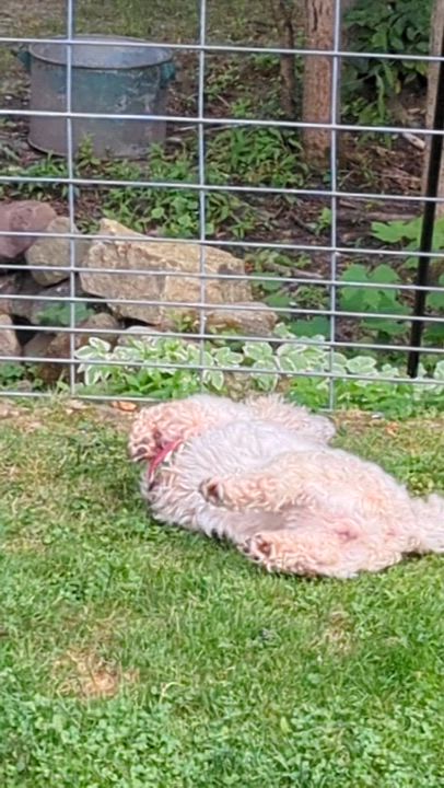 Enlarge Indie in Rochester, New York, a Adopted Havanese in Rochester, NY video 3/3