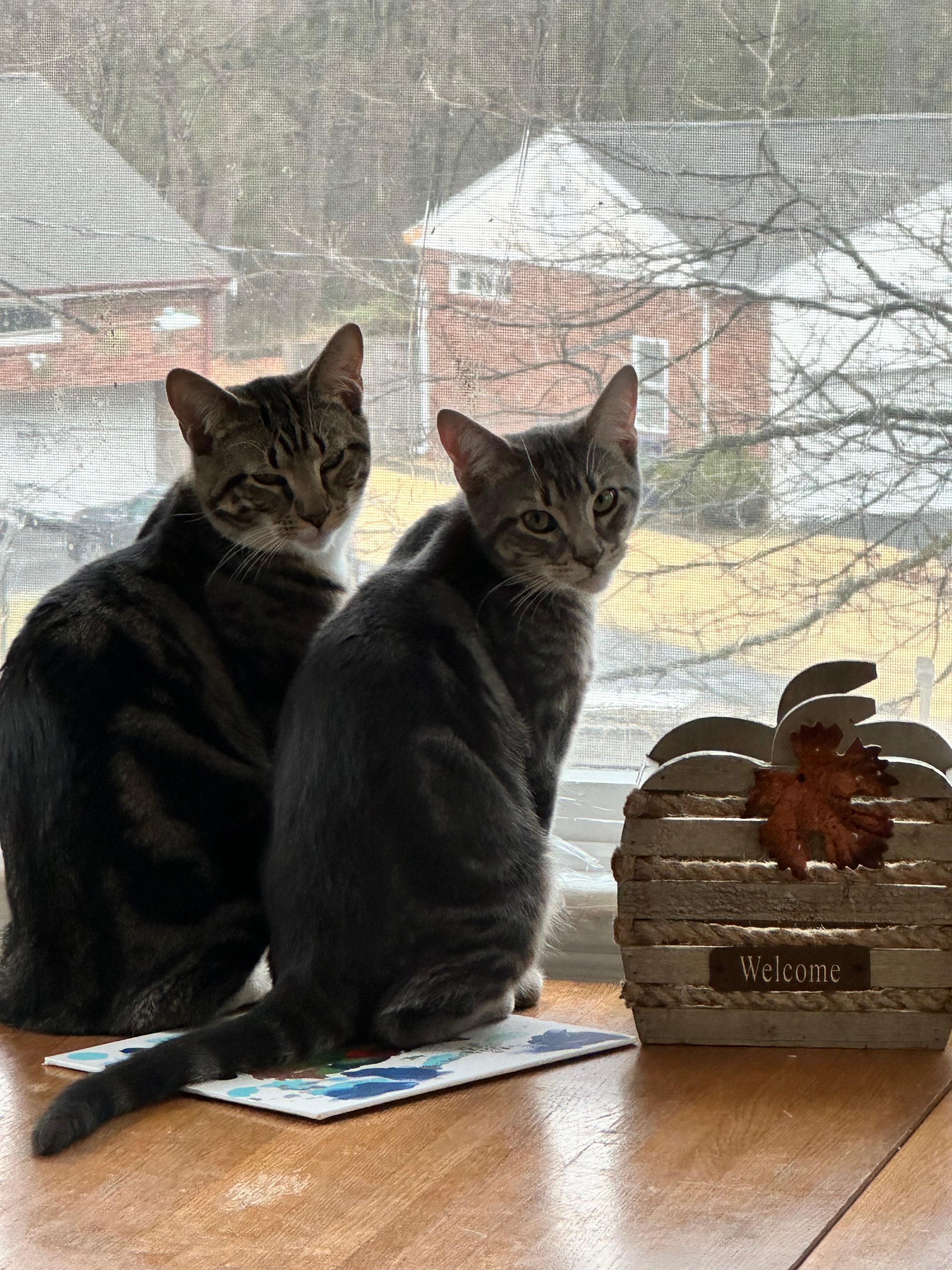 Enlarge Moe and Curly, a ADOPTABLE Domestic Short Hair in Melrose, MA image 1/6