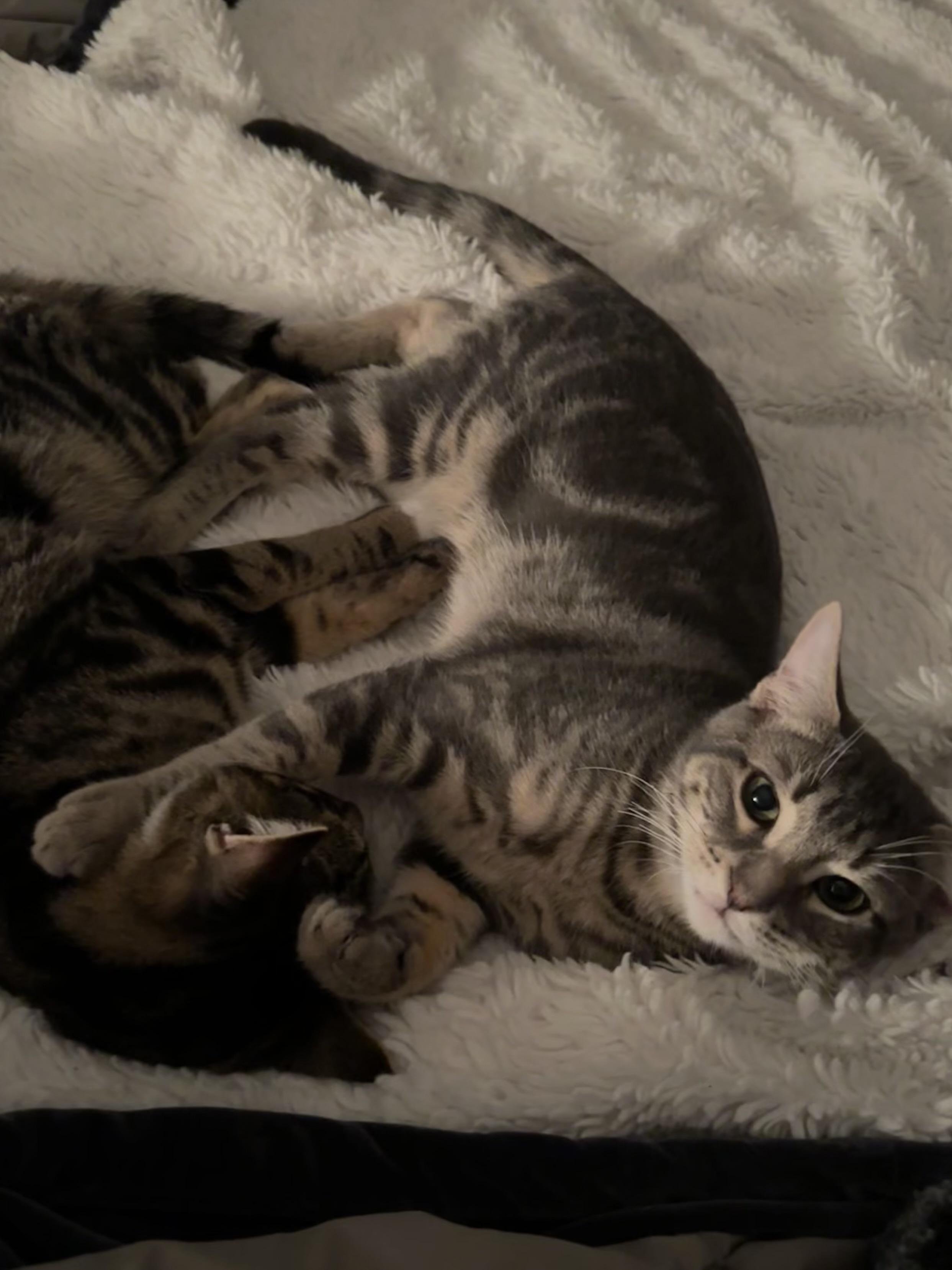 Enlarge Moe and Curly, a ADOPTABLE Domestic Short Hair in Melrose, MA image 4/6