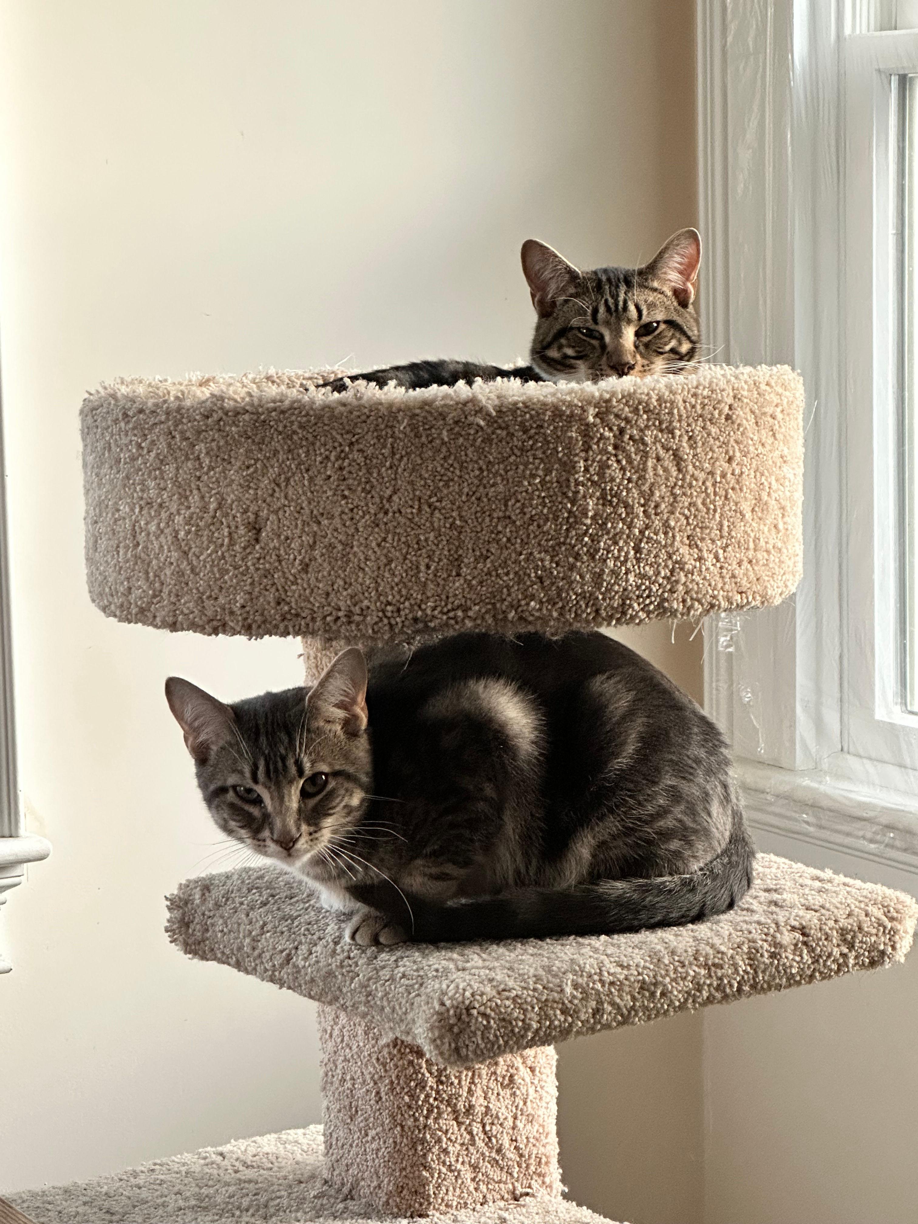 Enlarge Moe and Curly, a ADOPTABLE Domestic Short Hair in Melrose, MA image 6/6