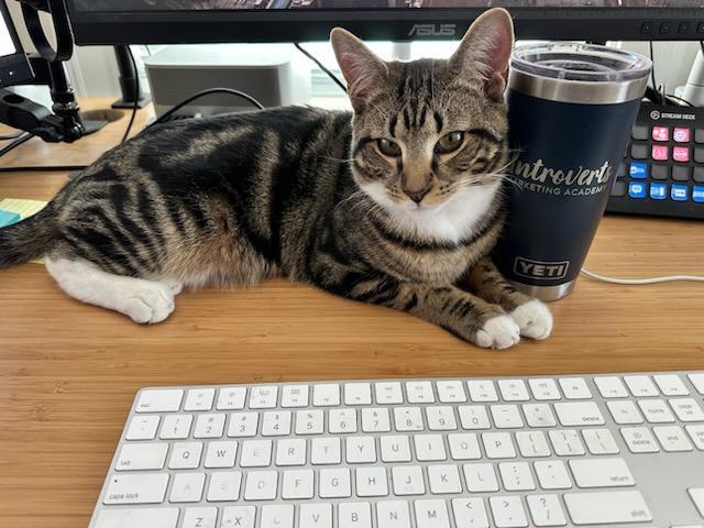 Enlarge Moe and Curly, a ADOPTABLE Domestic Short Hair in Melrose, MA image 3/6