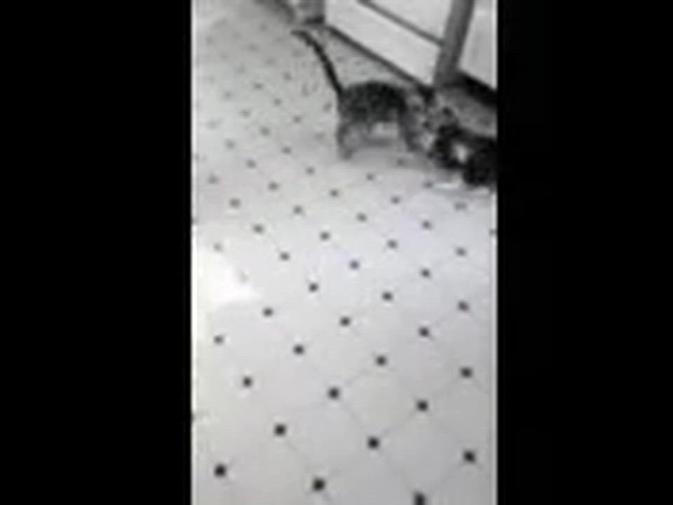 Enlarge Moe and Curly, a ADOPTABLE Domestic Short Hair in Melrose, MA video 5/6