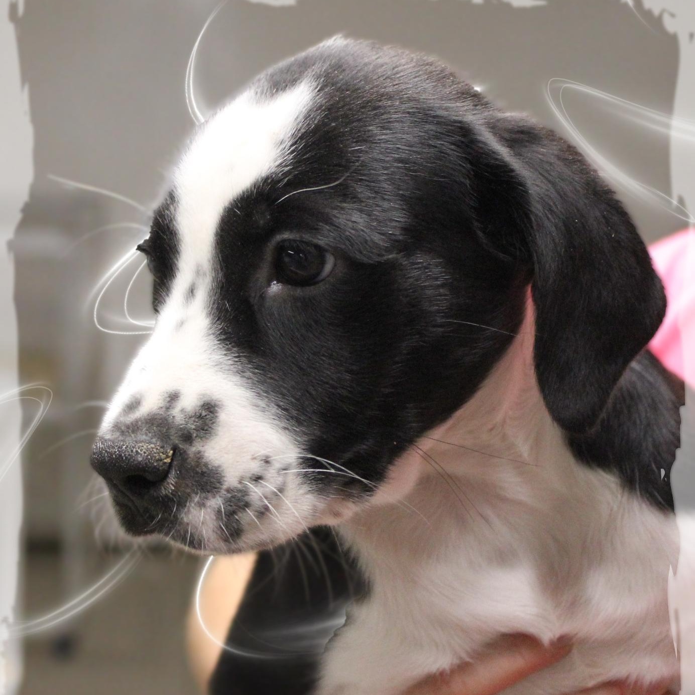 Enlarge Holly, a Adopted Mixed Breed in Amelia, OH image 1/1