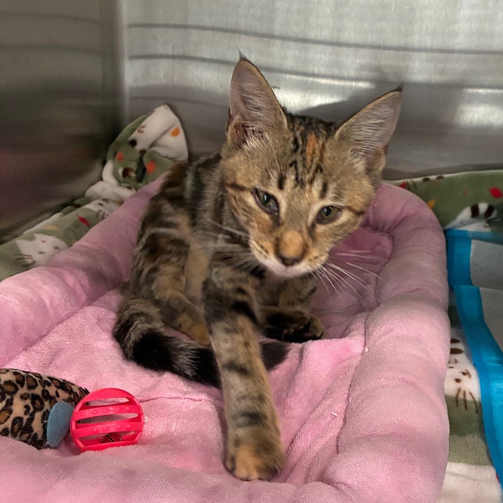 Autumn, Adoptable, Kitten Female Domestic Short Hair.