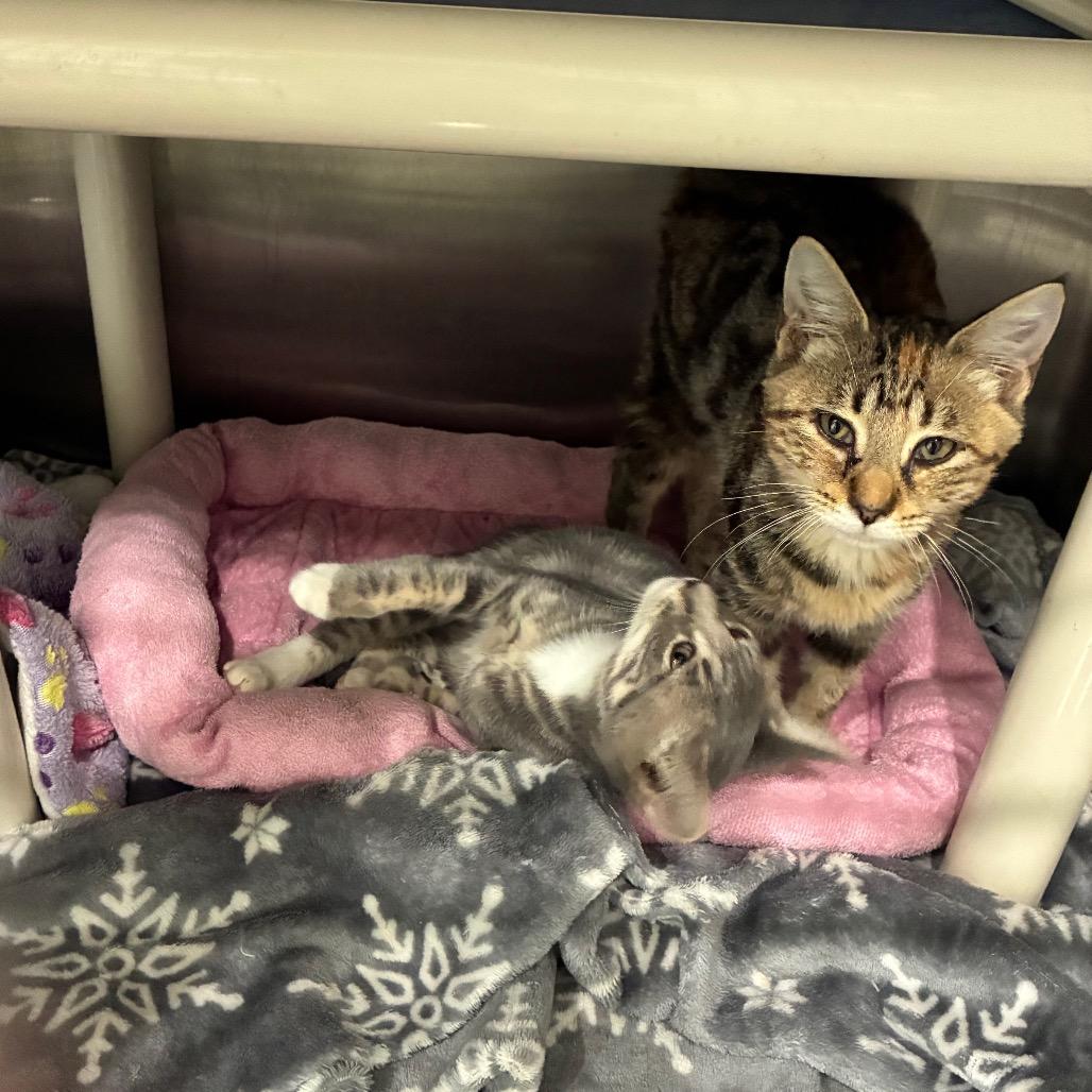 Enlarge Autumn, a Adoptable Domestic Short Hair in Richmond Hill, GA image 2/6