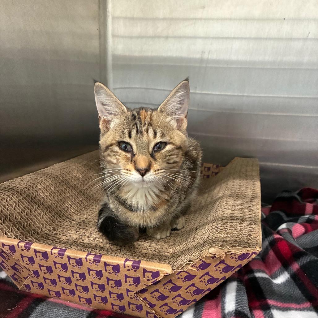 Enlarge Autumn, a Adoptable Domestic Short Hair in Richmond Hill, GA image 3/6