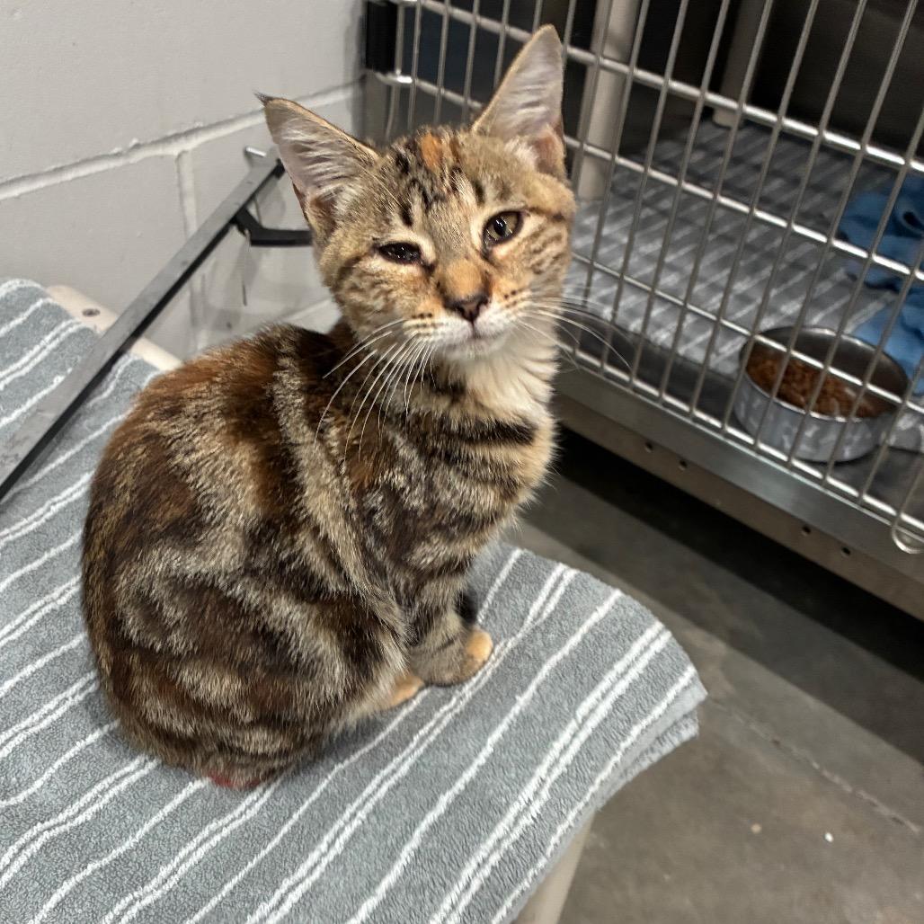 Enlarge Autumn, a Adoptable Domestic Short Hair in Richmond Hill, GA image 4/6