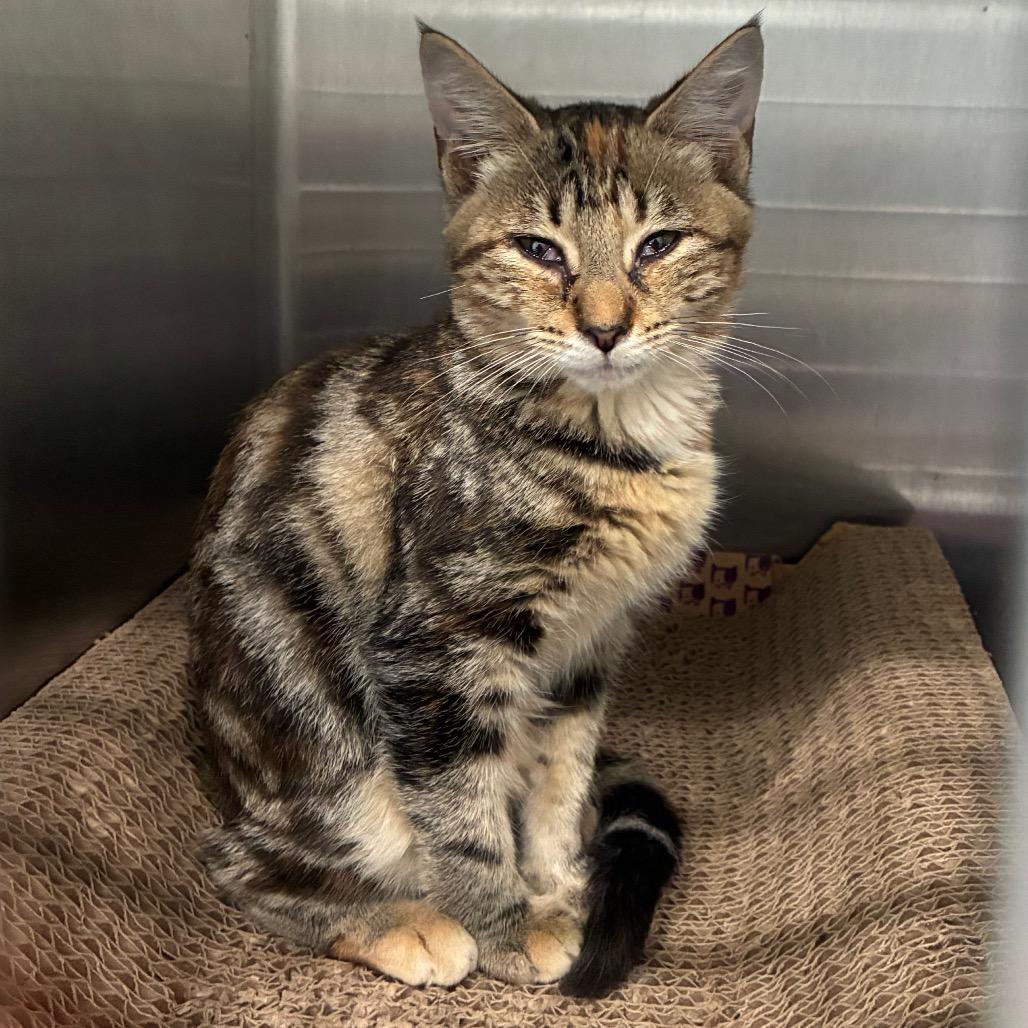 Enlarge Autumn, a Adoptable Domestic Short Hair in Richmond Hill, GA image 5/6