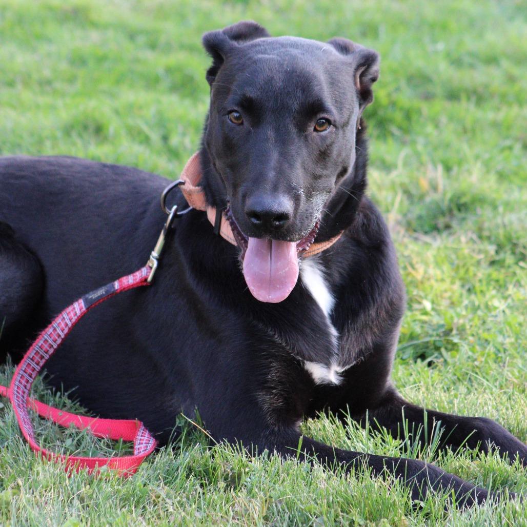 Bear, a Adoptable mixed breed in Mead, WA image 6/6