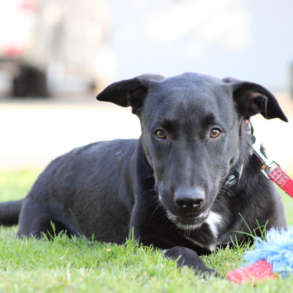 Bear, Adoptable, Young Male German Shepherd Dog & Black Labrador Retriever.
