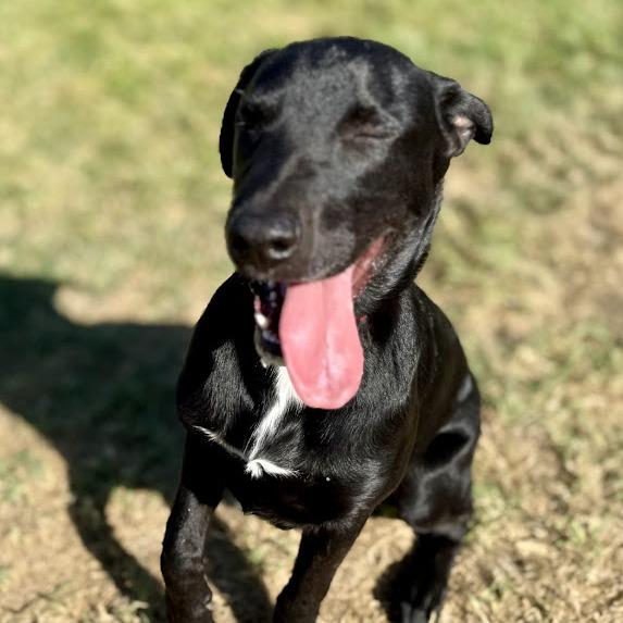 Bear, a Adoptable mixed breed in Mead, WA image 3/6