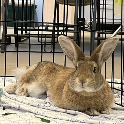 Bunbun, Adoptable, Adult Female American.