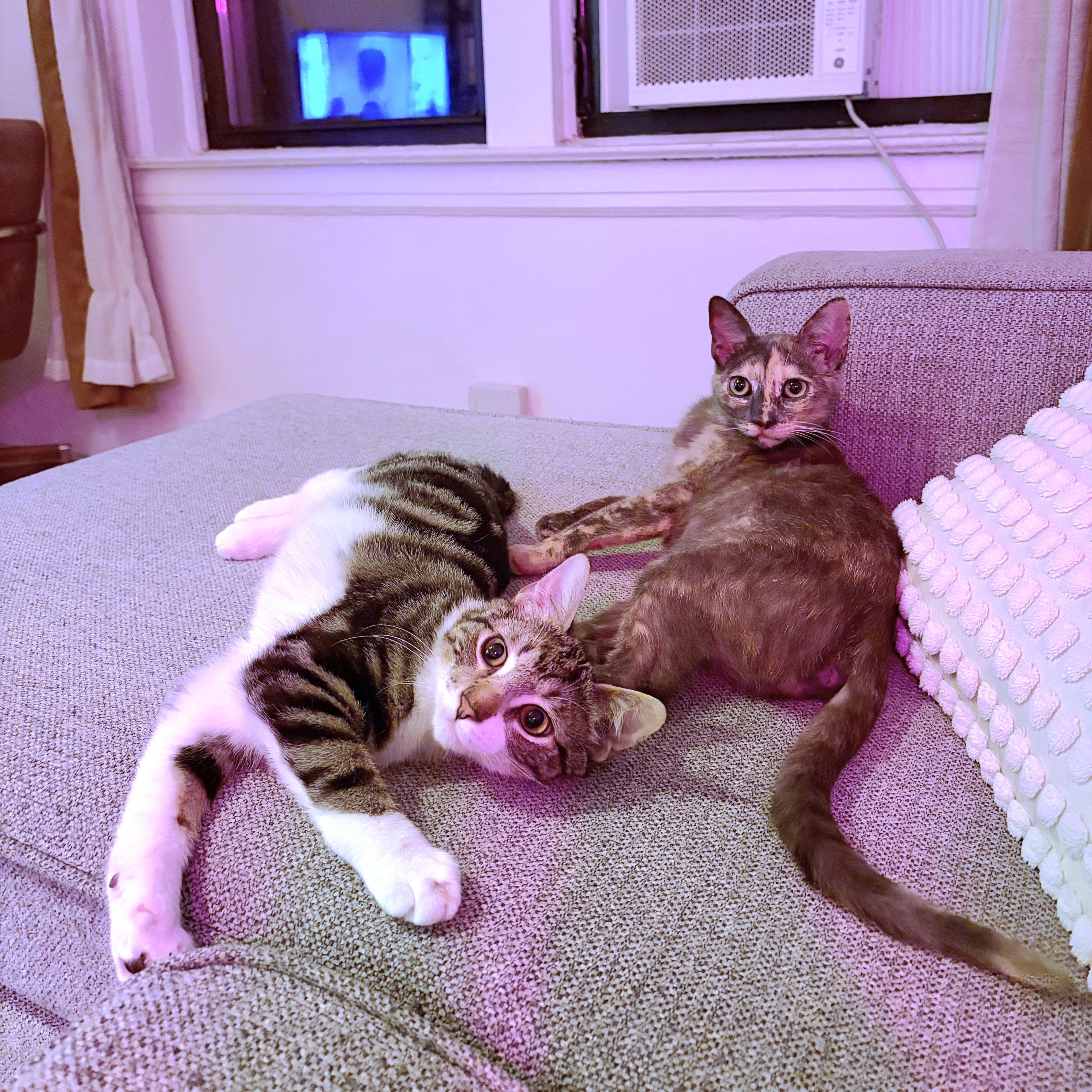 Enlarge Frenchie & Partridge , an adopted Domestic Short Hair in Brooklyn, NY image 1/3