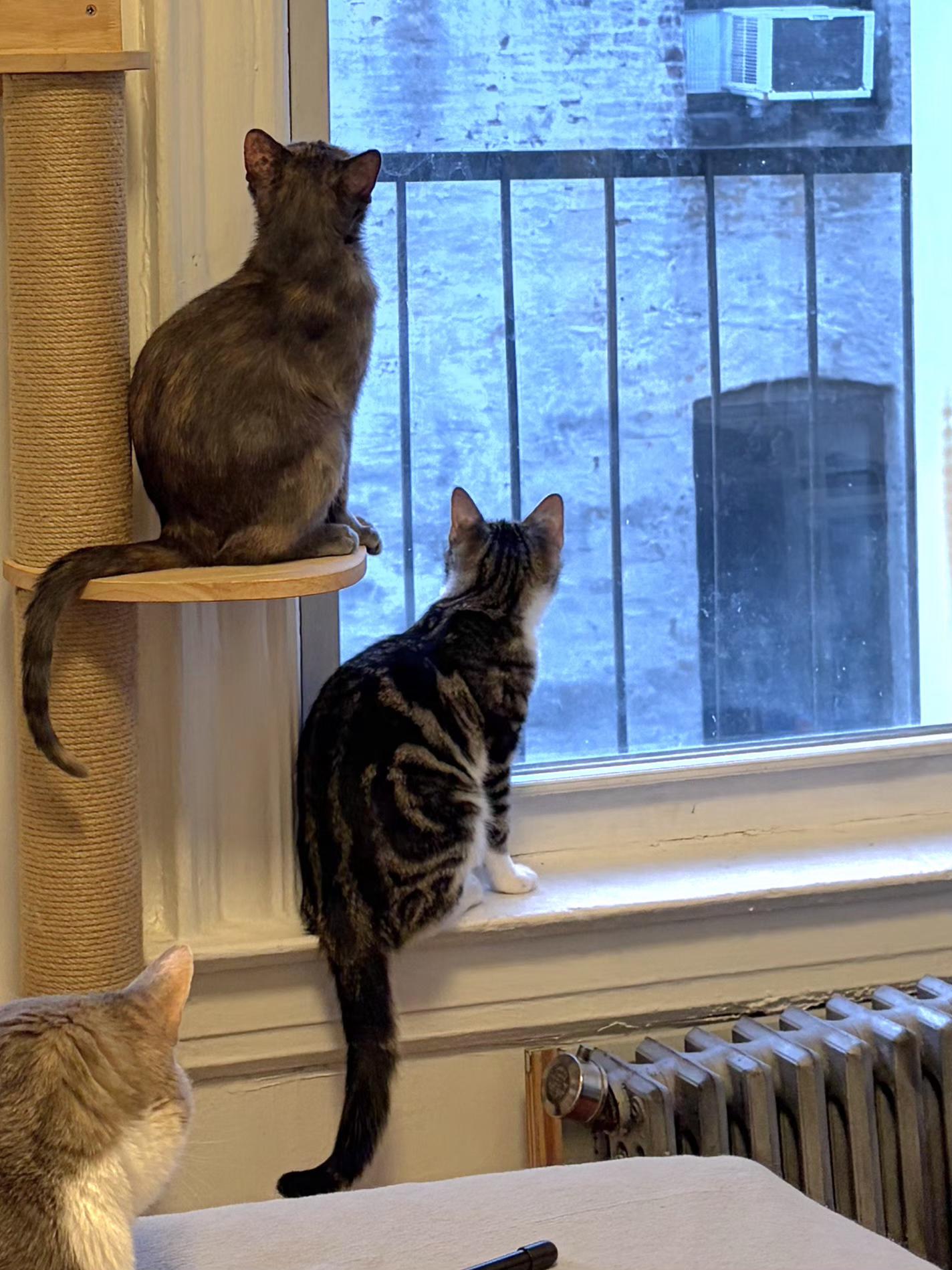 Enlarge Frenchie & Partridge , an adopted Domestic Short Hair in Brooklyn, NY image 2/3