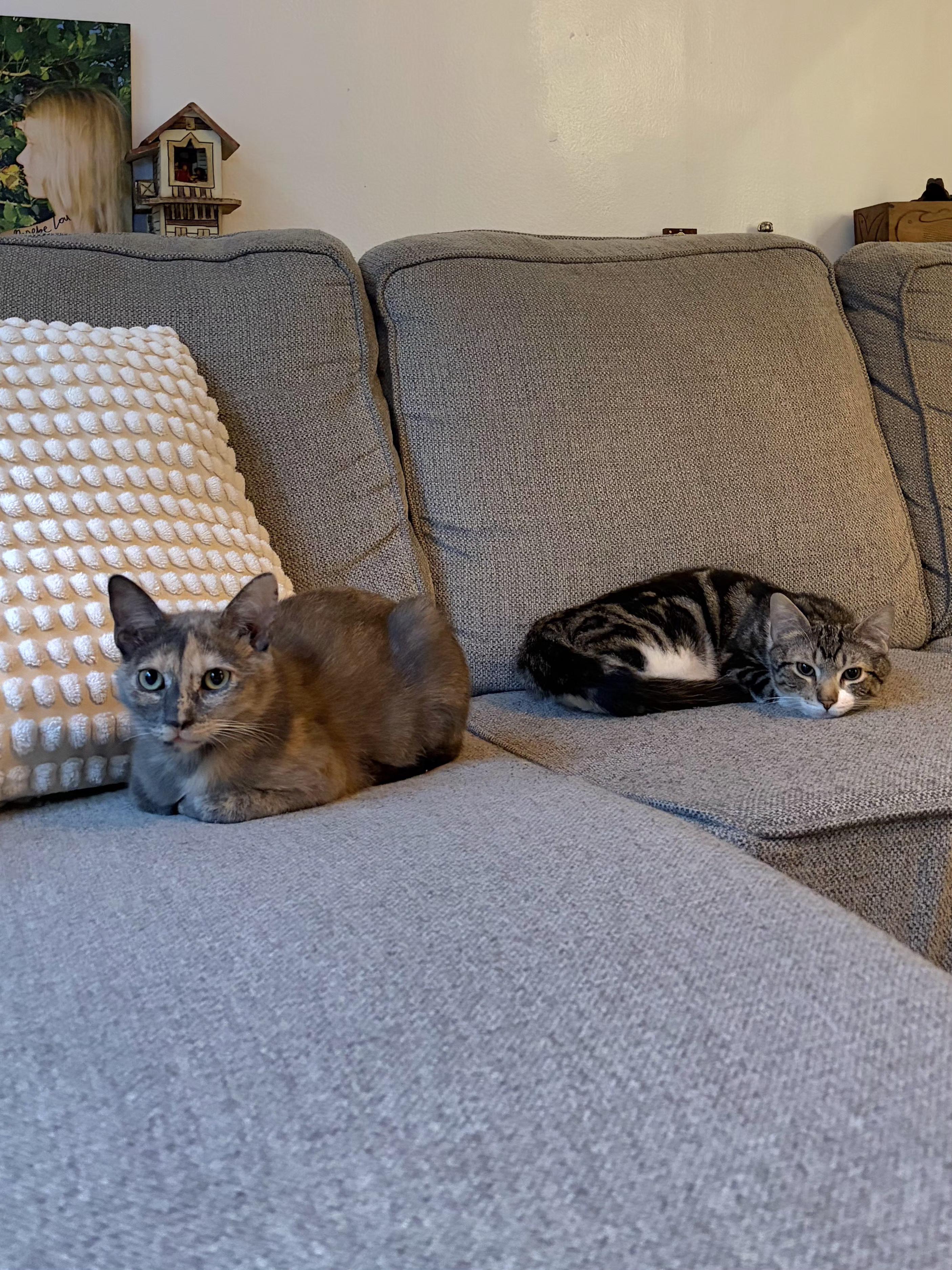 Enlarge Frenchie & Partridge , an adopted Domestic Short Hair in Brooklyn, NY image 3/3