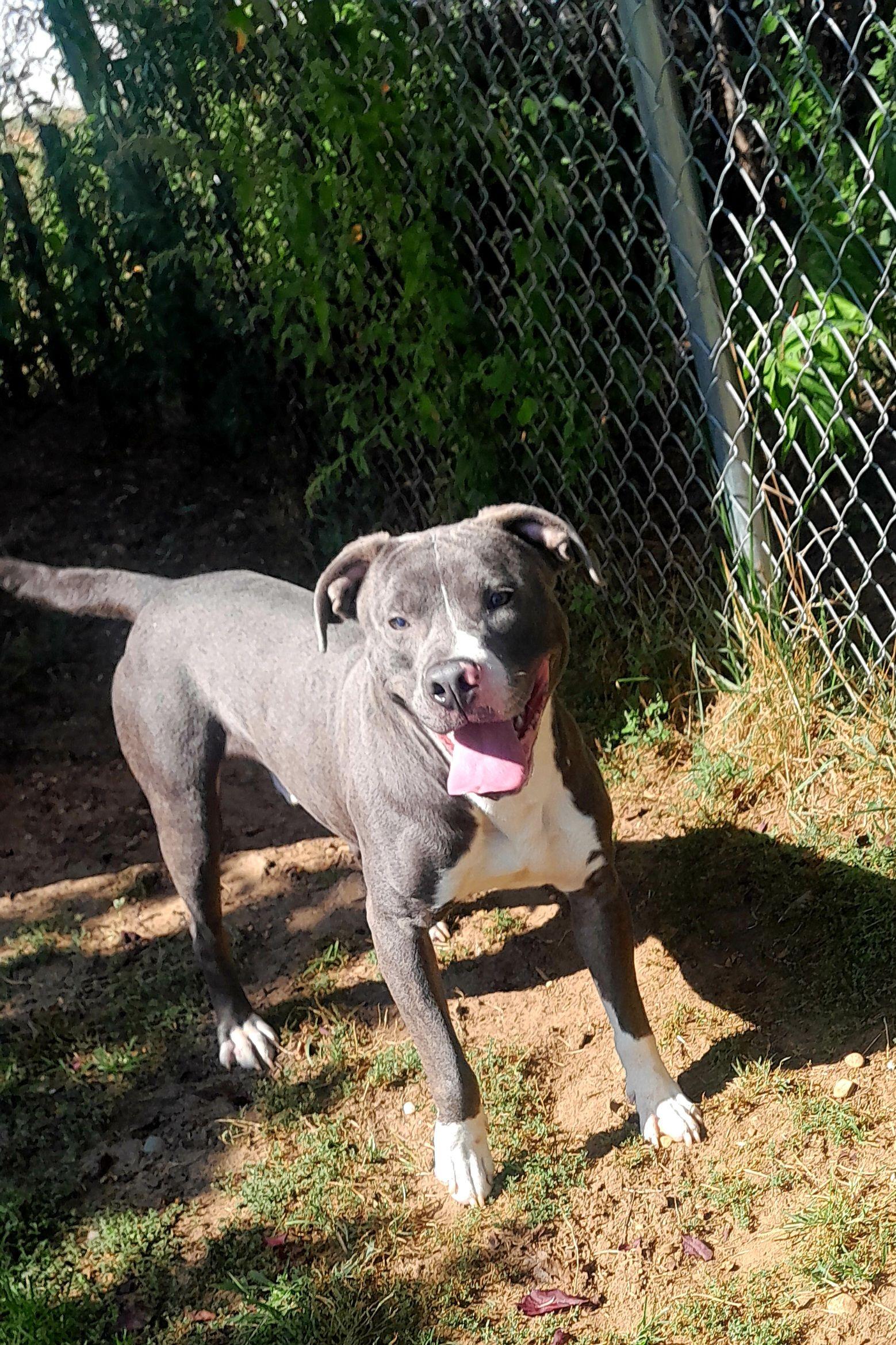Enlarge Blitzen, a Adoptable mixed breed in Mishawaka, IN image 4/6