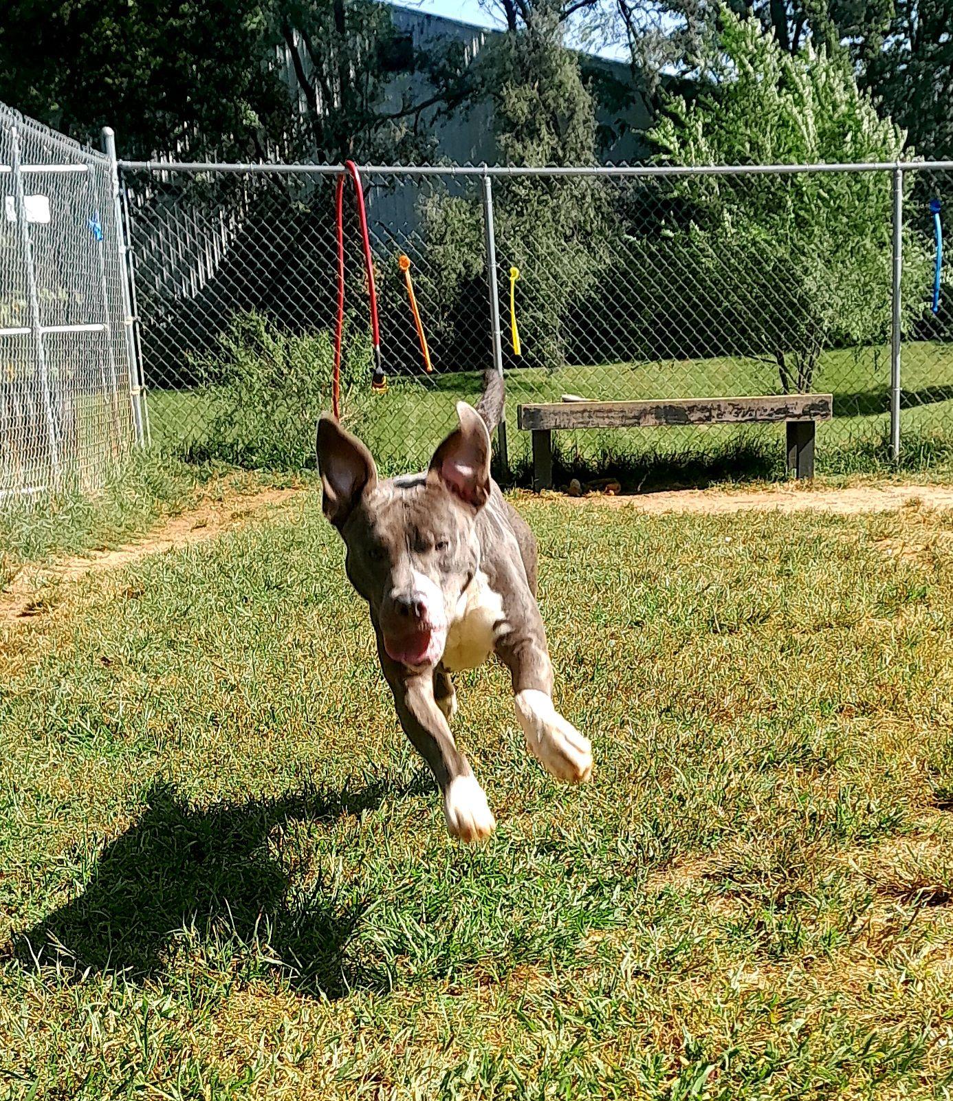 Enlarge Blitzen, a Adoptable mixed breed in Mishawaka, IN image 6/6